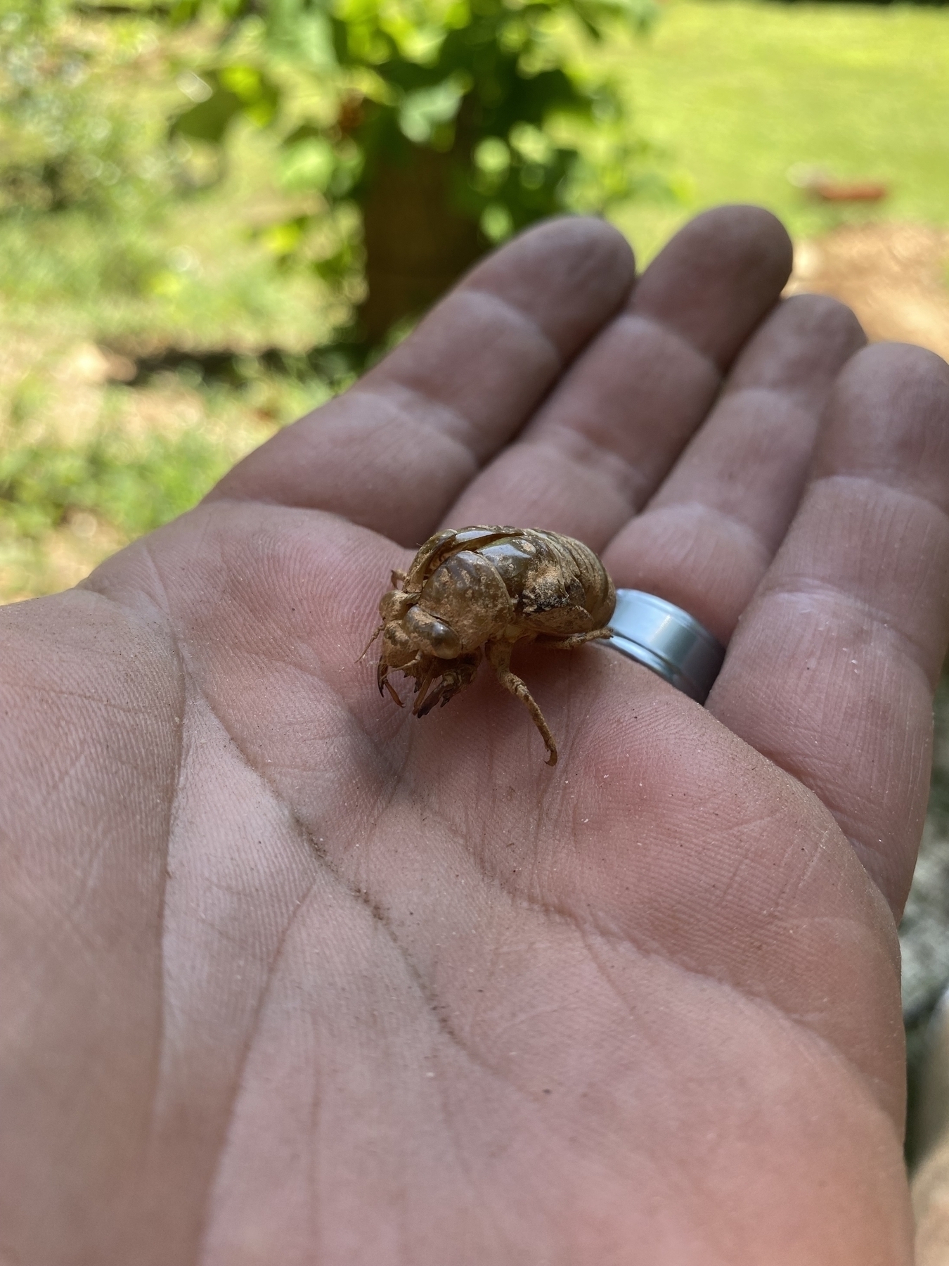 A cicada exoskeleton 