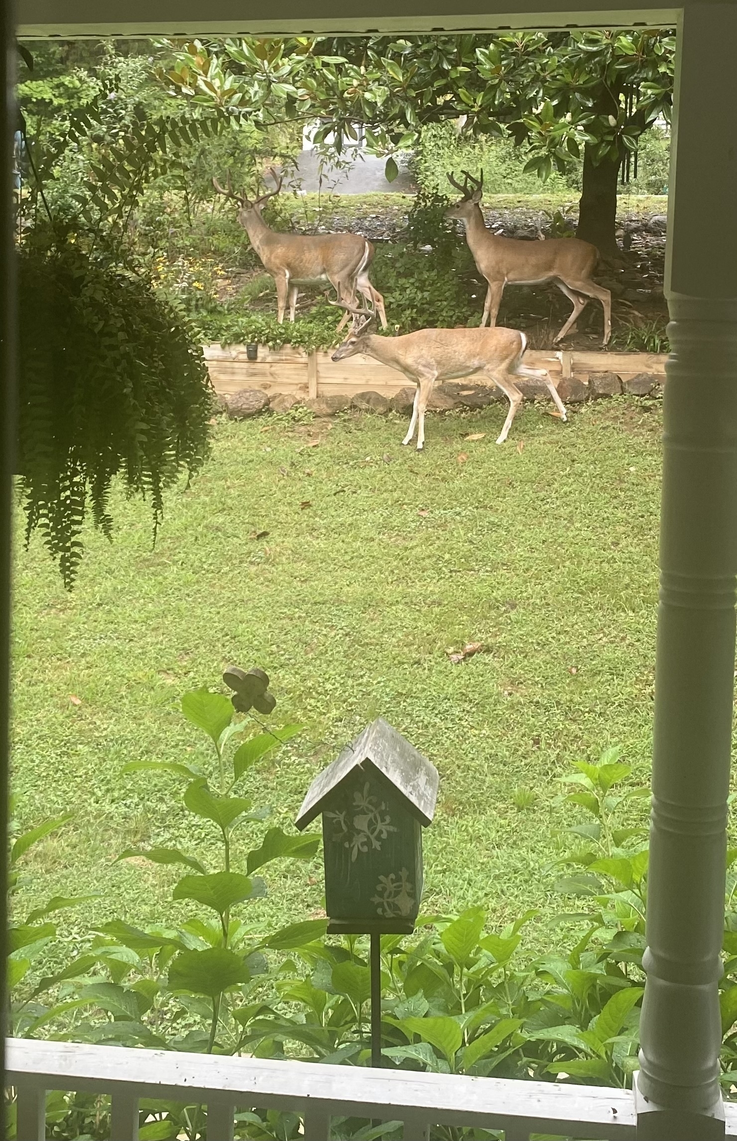 Three deer foraging in our yard. My wife wasn’t happy with them eating her plants!
