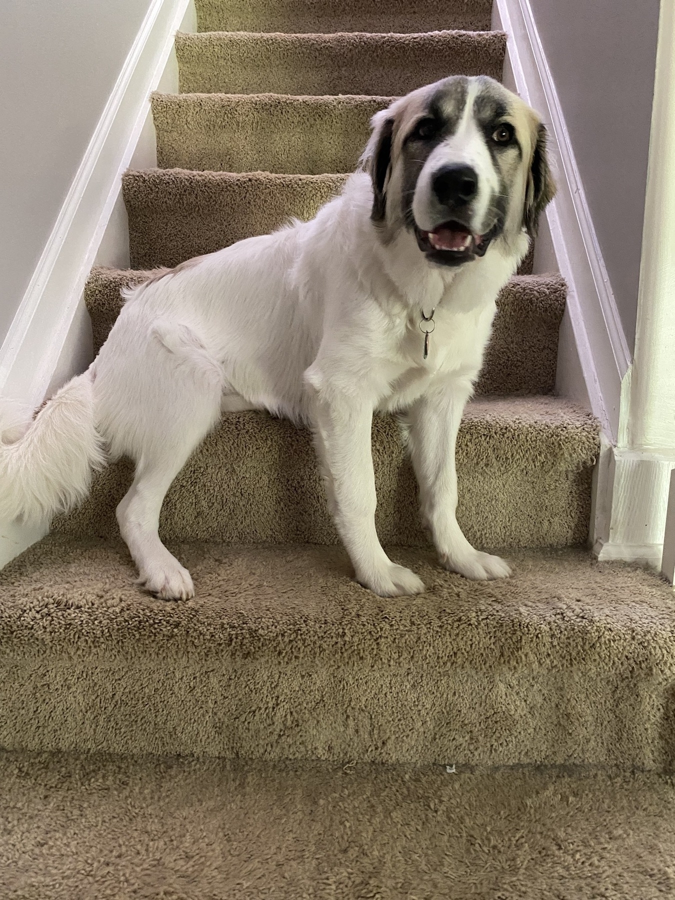 Picture of our Great Pyrenees puppy sitting on our stairs.