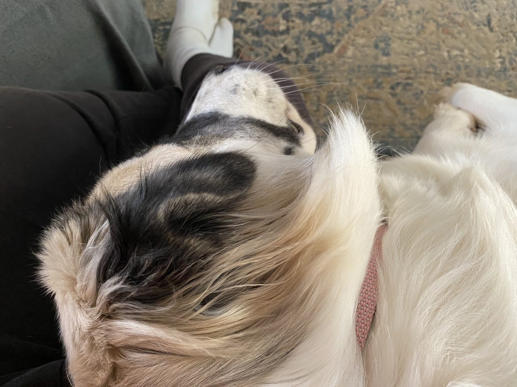 Picture of our dog — Gracie — with her head in my lap, falling to sleep.