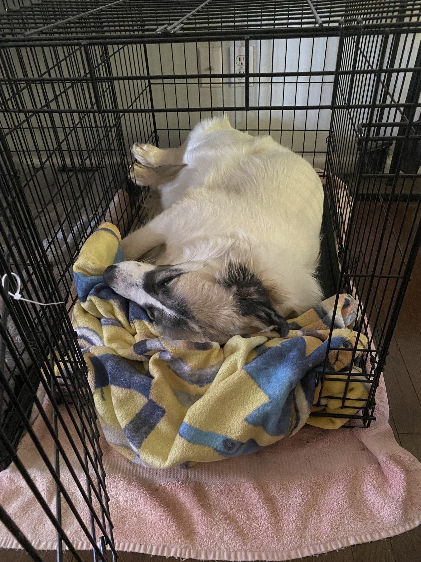 A Great Pyrenees puppy named Gracie sleeping in a crate meant for a medium sized dog. 