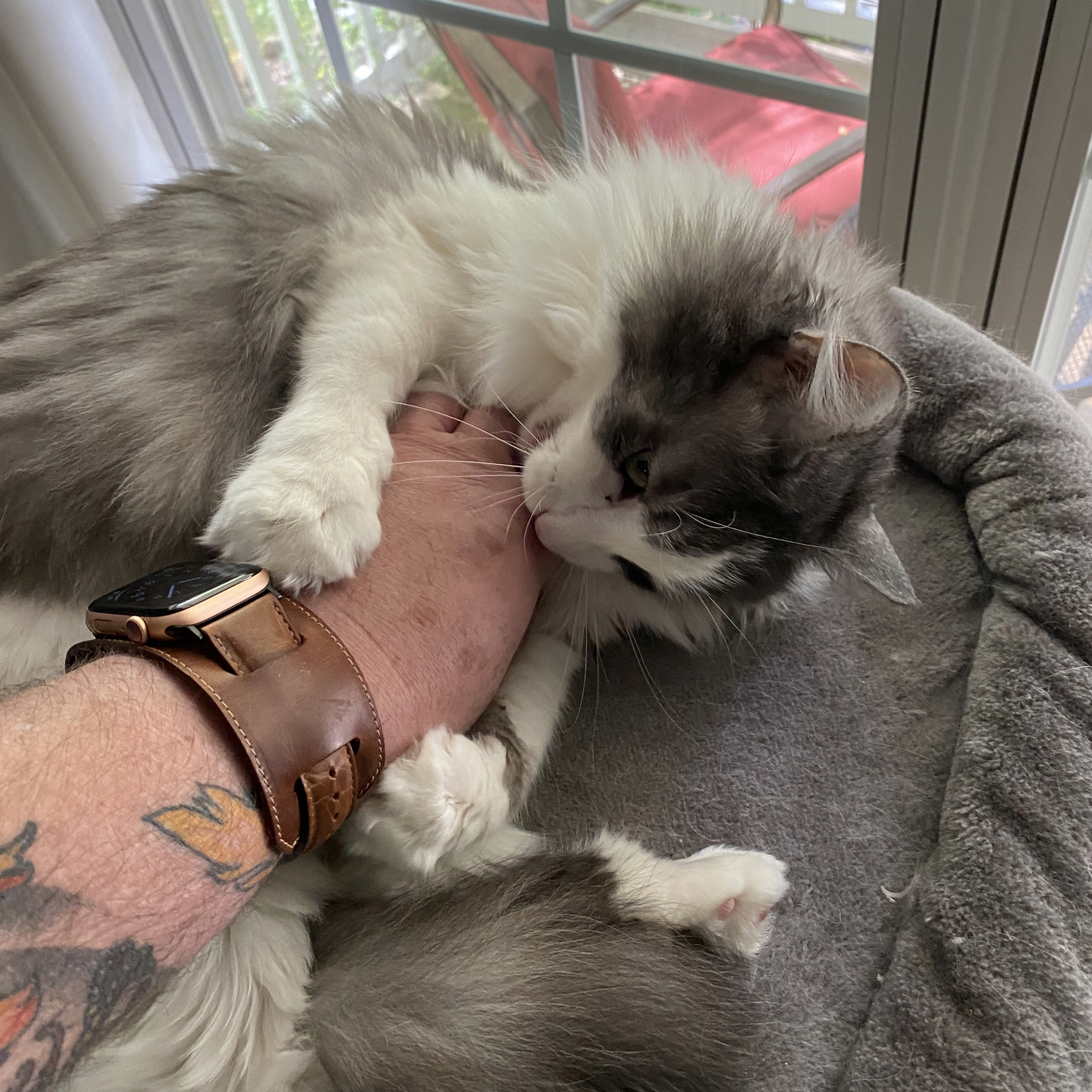 Gray and white kitty attacking my hand after I rubbed her belly.