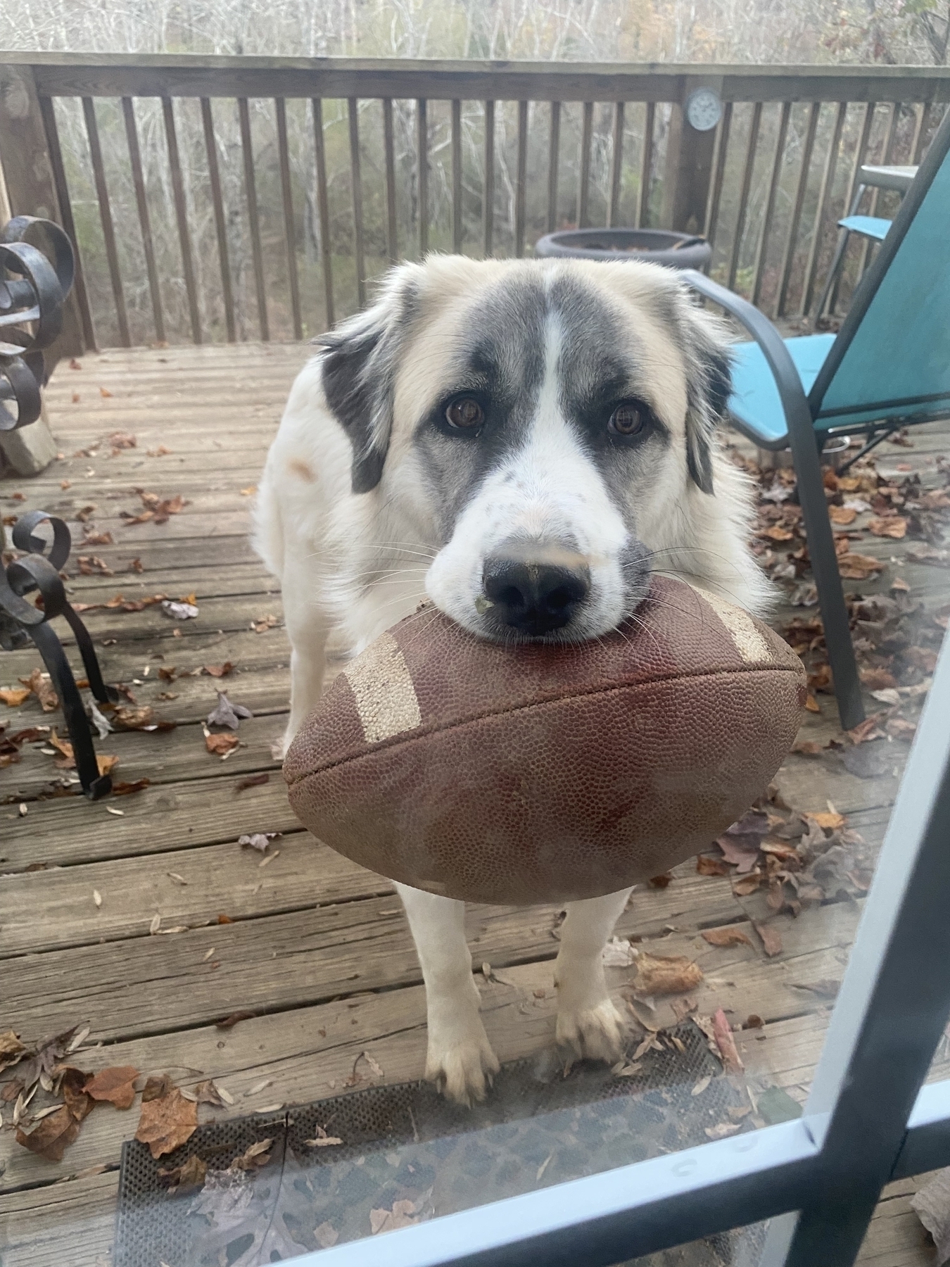 Picture of a Great Pyrenees puppy named Gracie with a football in her mouth.