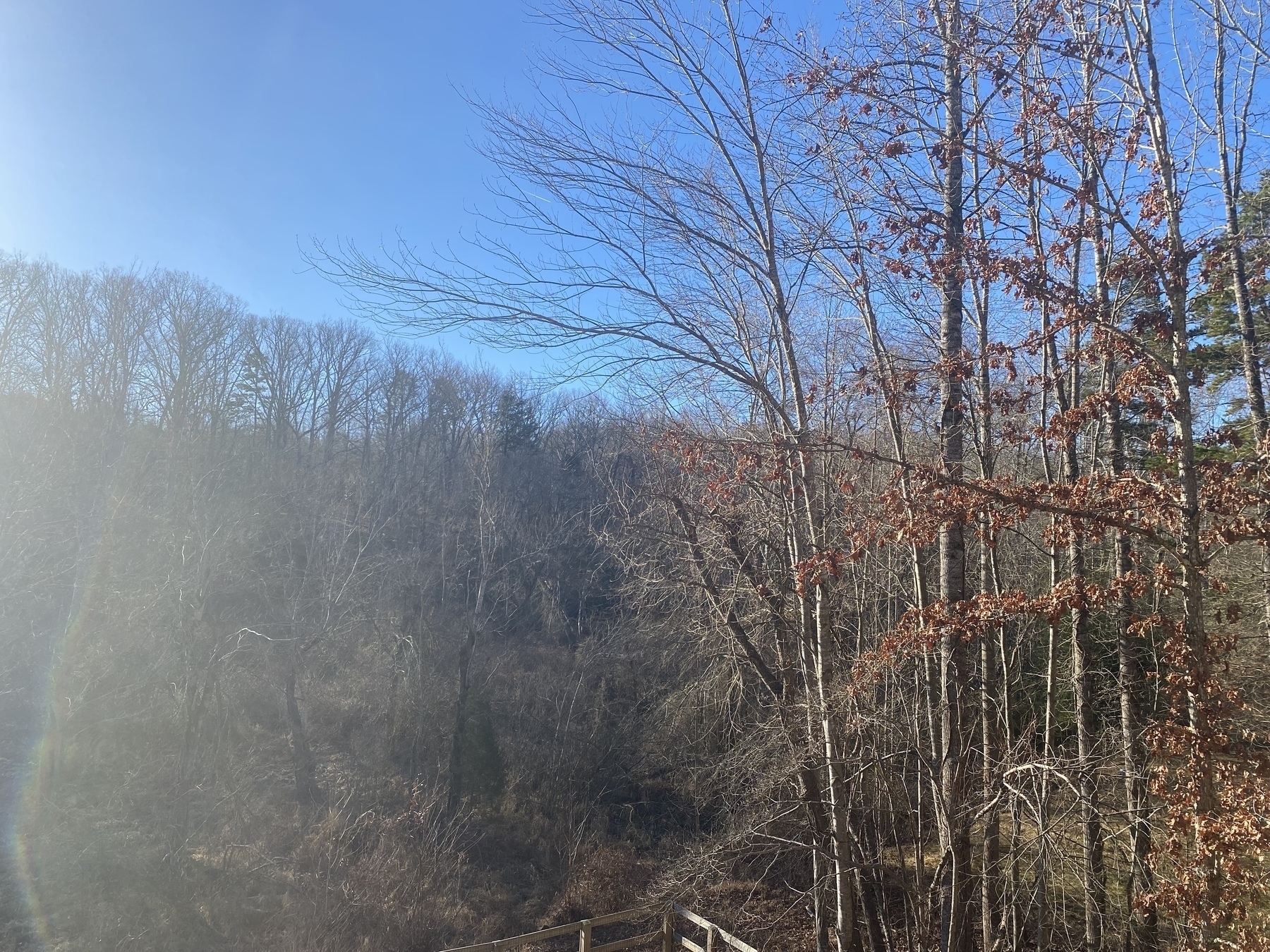 Picture from our deck of trees in our back yard. The sky is beautiful blue with a little sun glare on the left side of the picture. Unfortunately the picture doesn’t do it justice.
