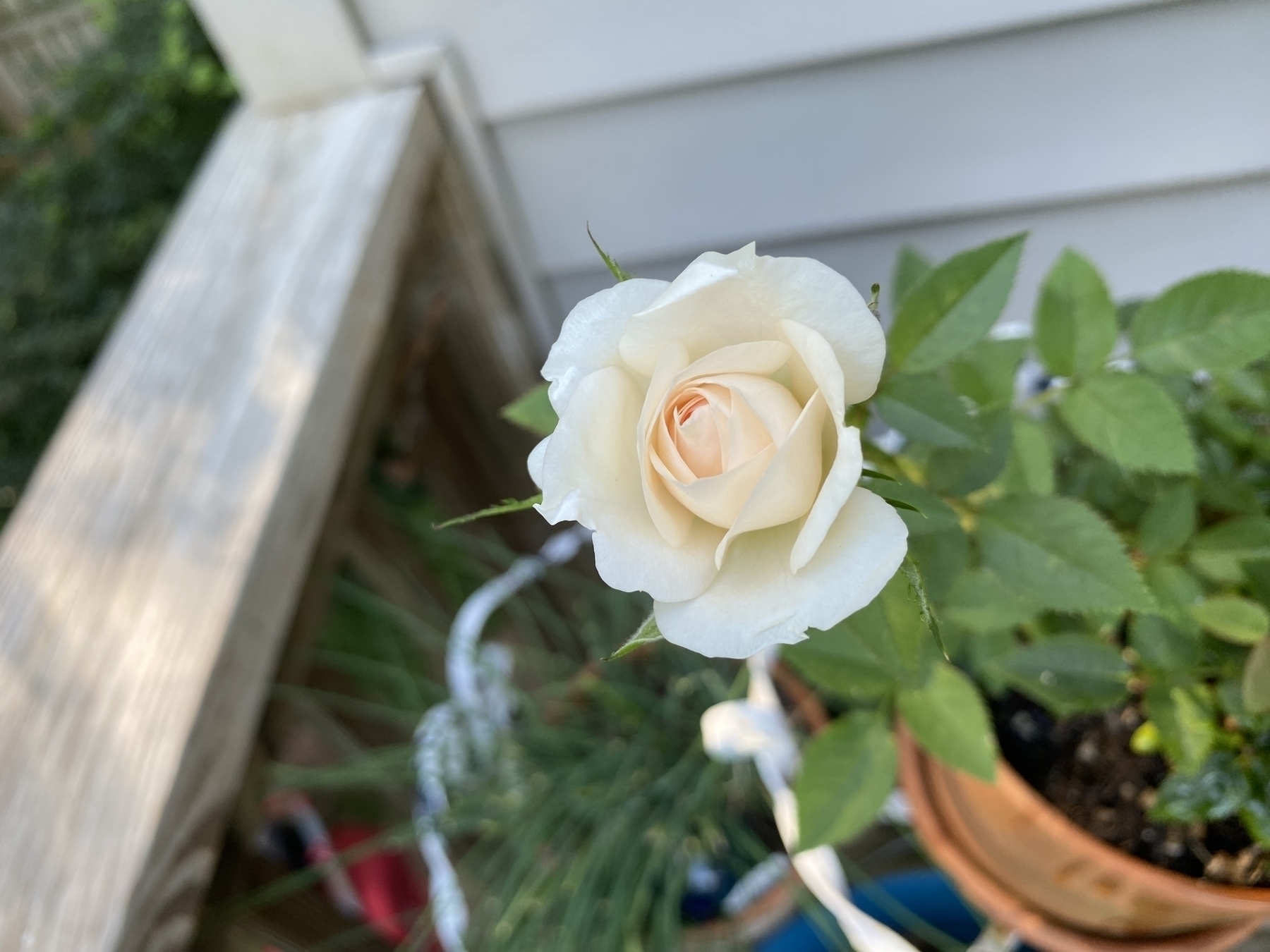 A white and light peach colored rose
