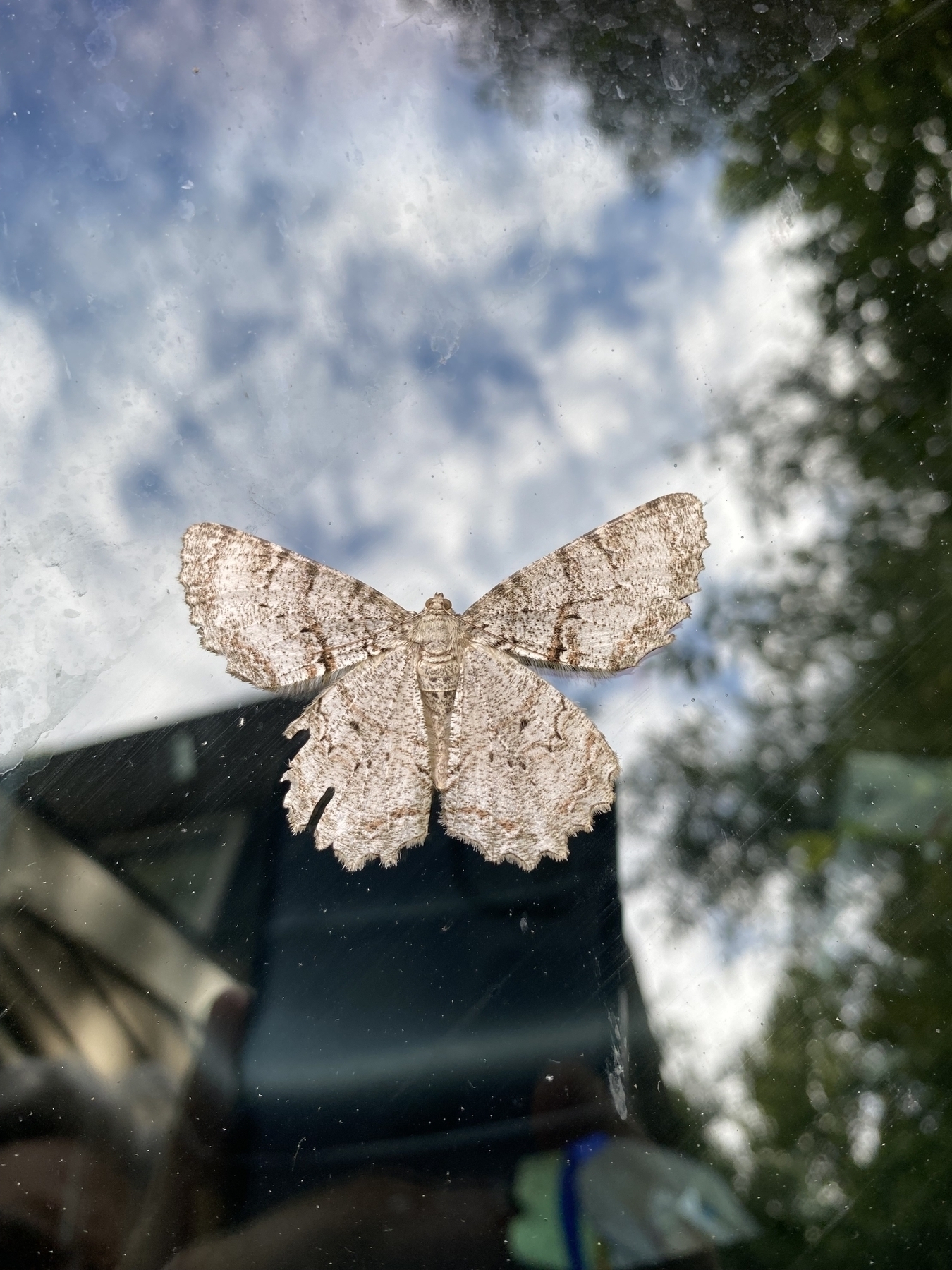 A picture of the moth species Epimecis hortaria, the tulip-tree beauty, is a moth species of the Ennominae subfamily found in North America.