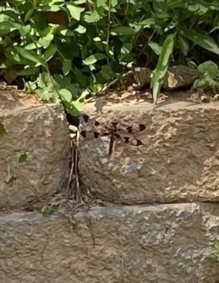 Picture of a black and transparent dragonfly on a wall.