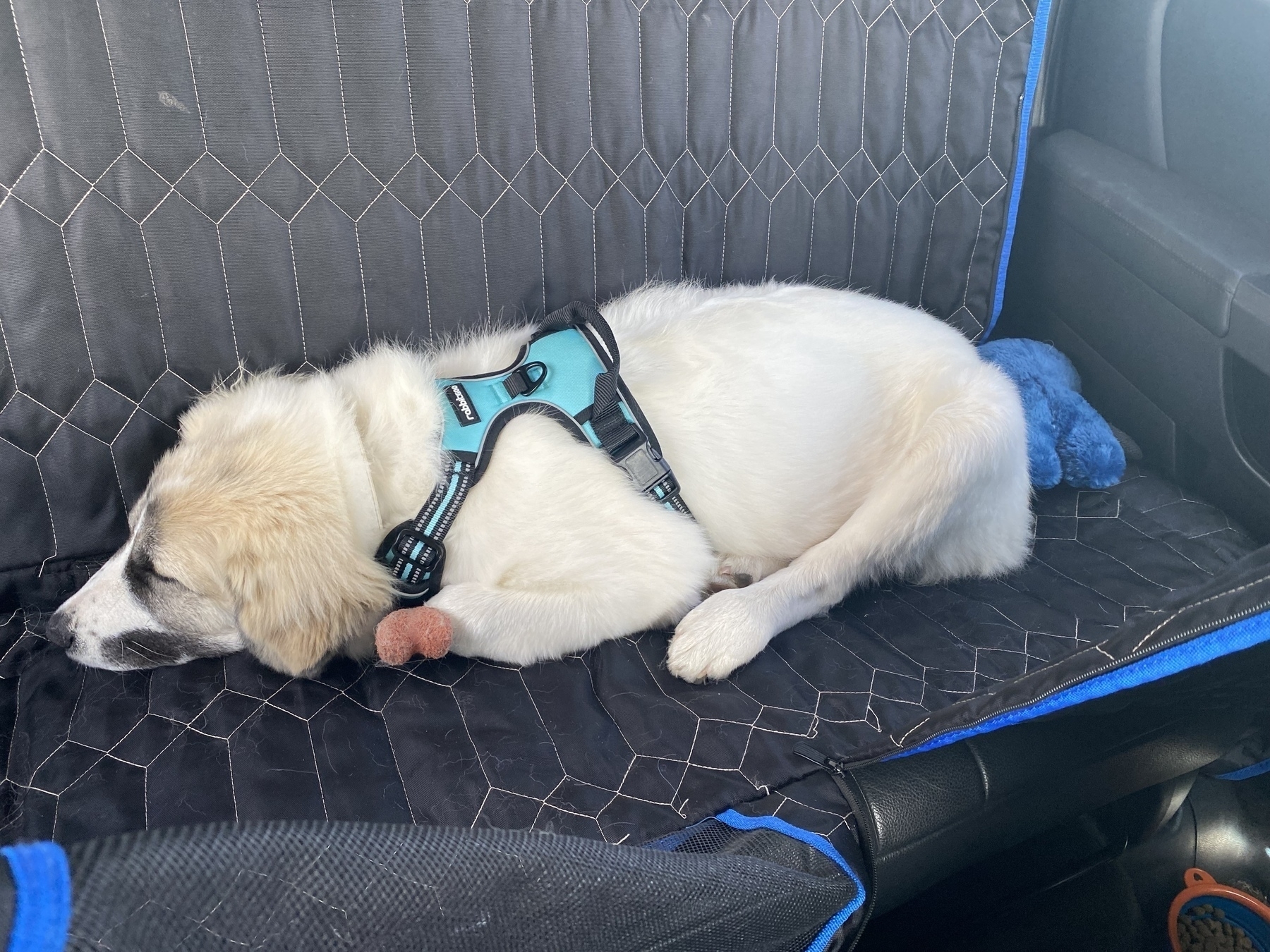 Picture of a Great Pyrenees puppy asleep in the back seat of our car.