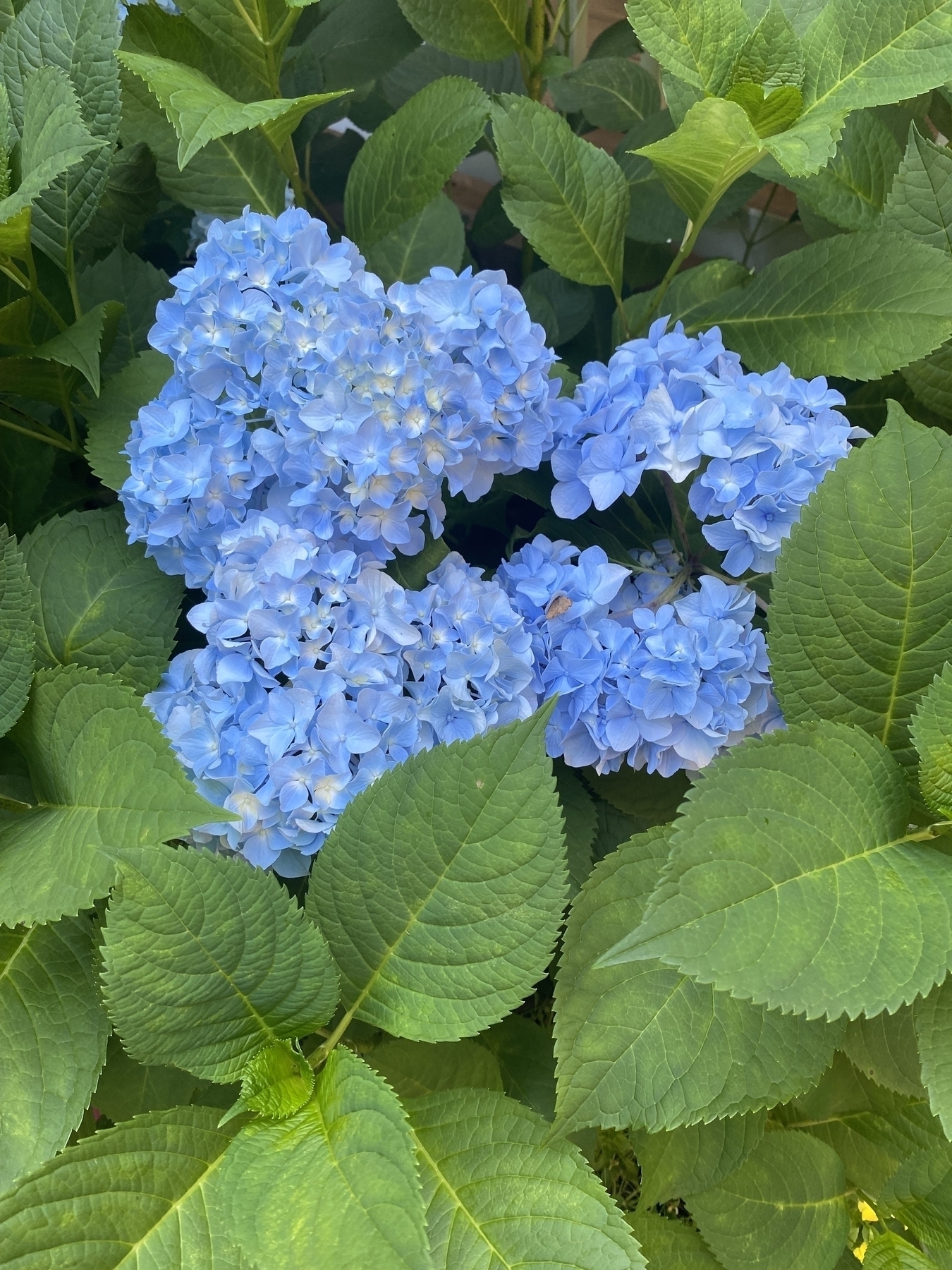 Beautiful blue hydrangea flower cluster 