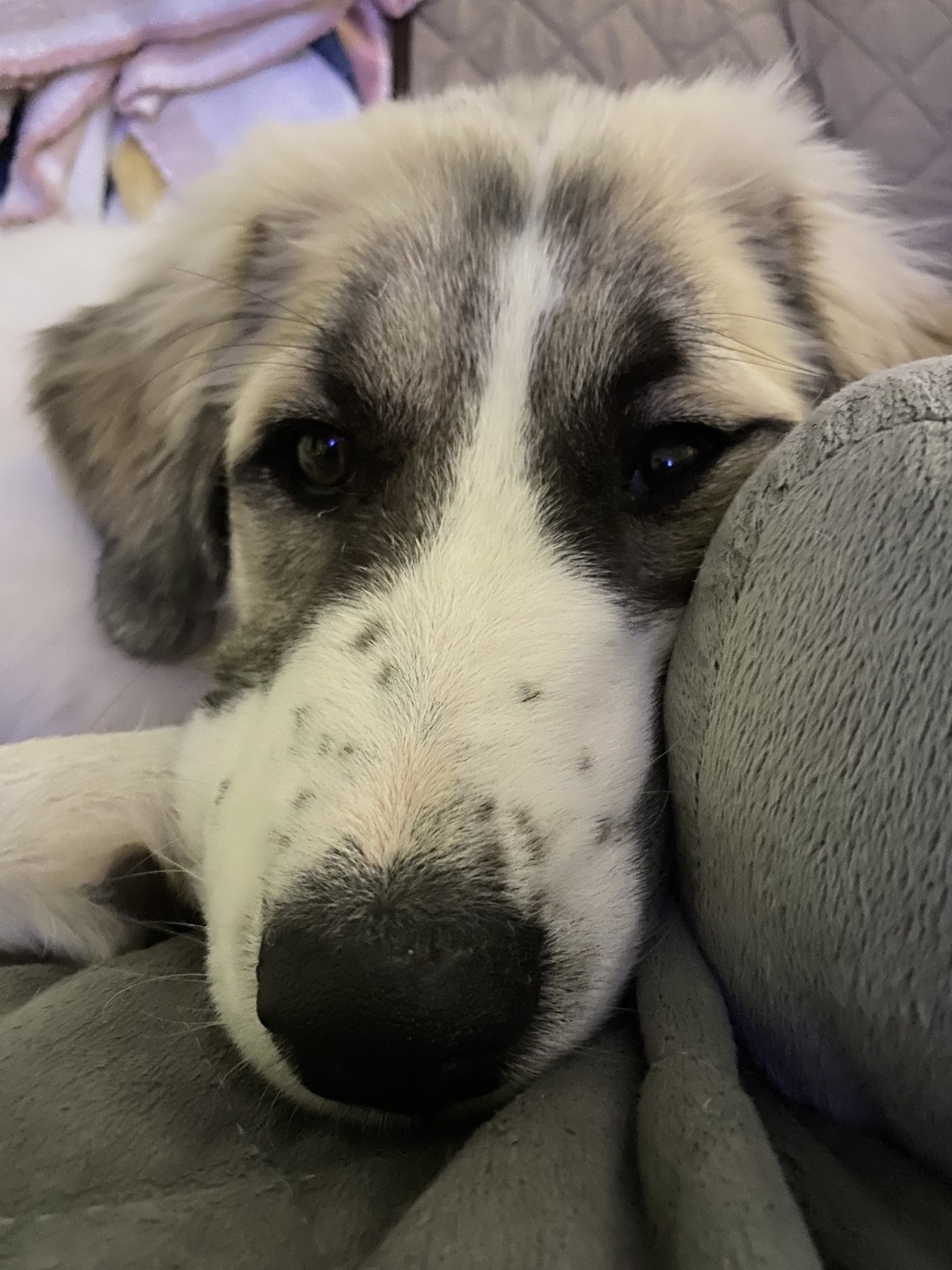 Ms. Gracie, our Great Pyrenees puppy, moving closer to the camera for her closeup.