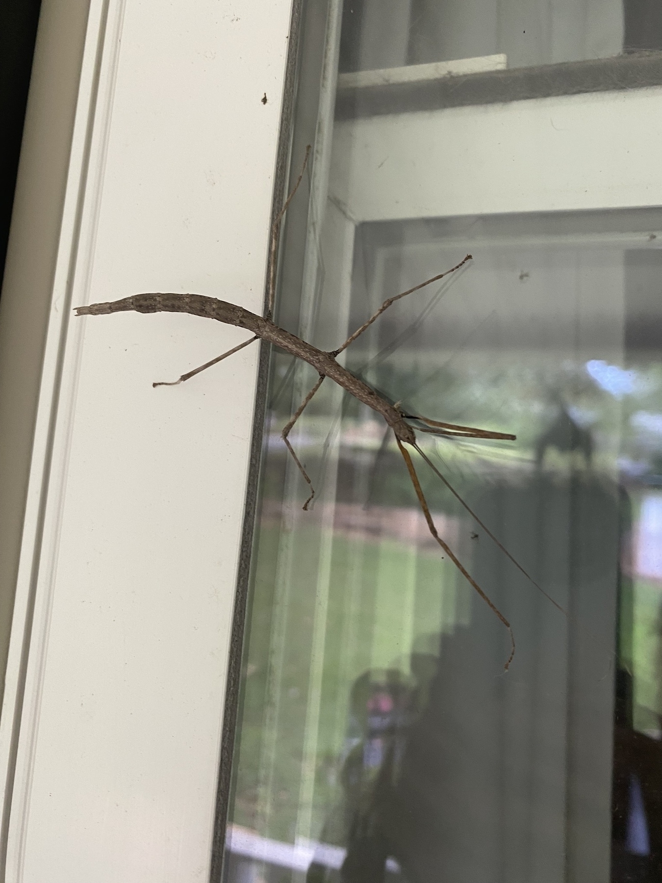 A Walking Stick on a window