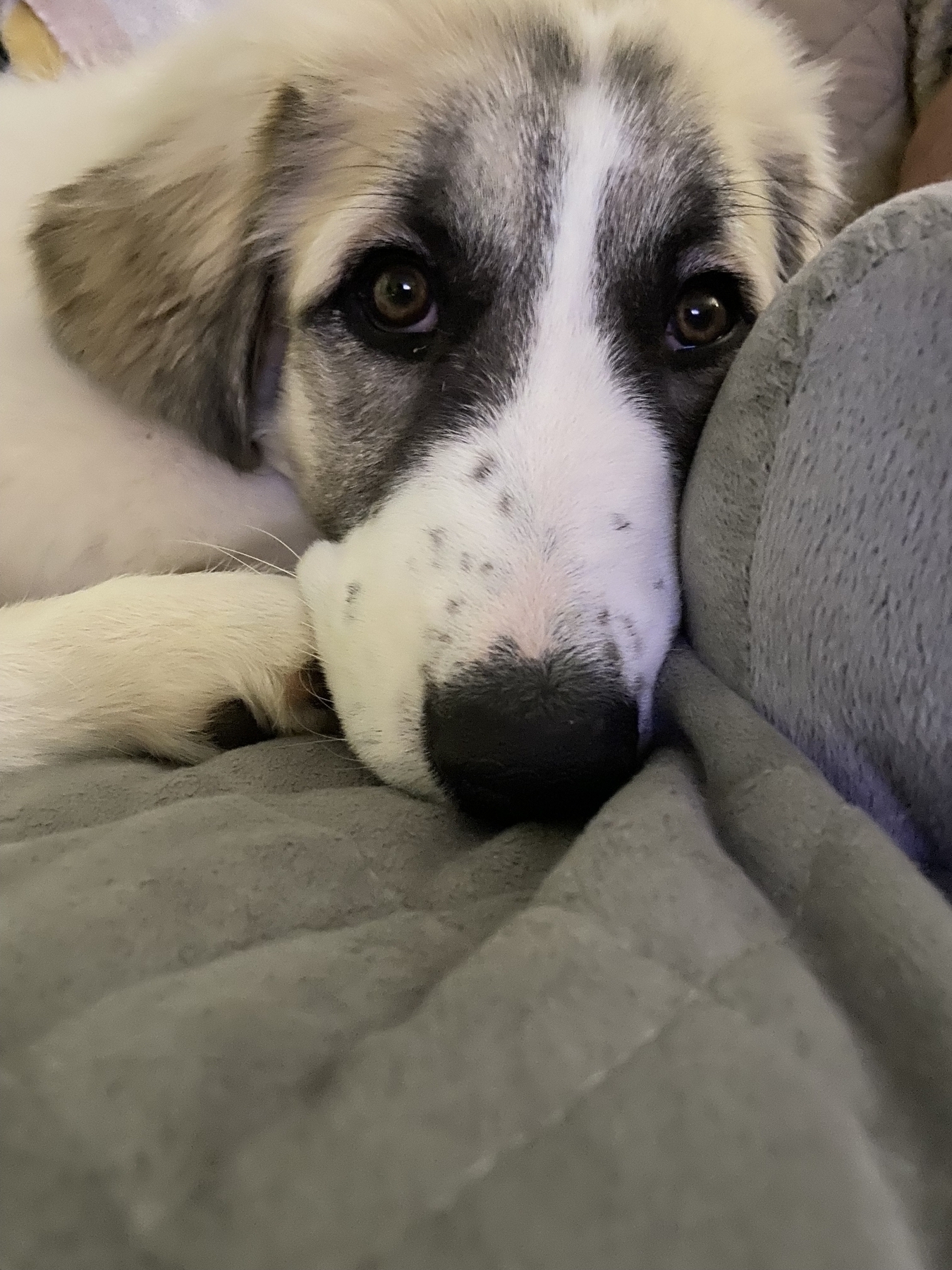 A closeup of Gracie, our Great Pyrenees puppy. She’s such a doll.