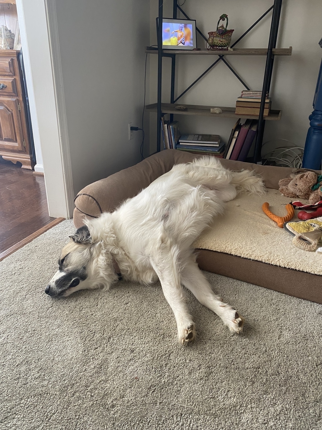 A large Great Pyrenees dog overflowing her bed. Head on the floor.