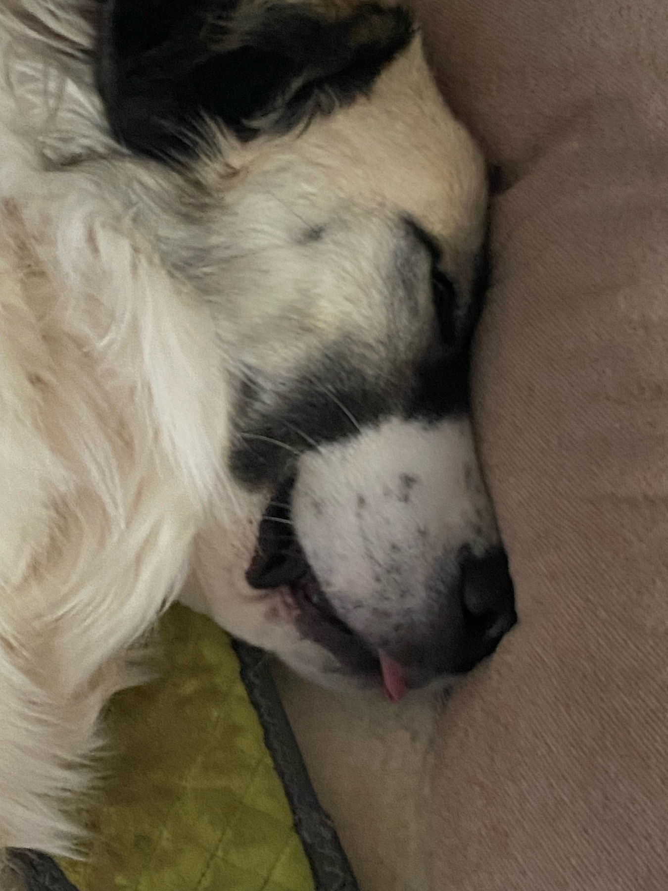 Our Great Pyrenees, Gracie, sleeping with her tongue poking out.