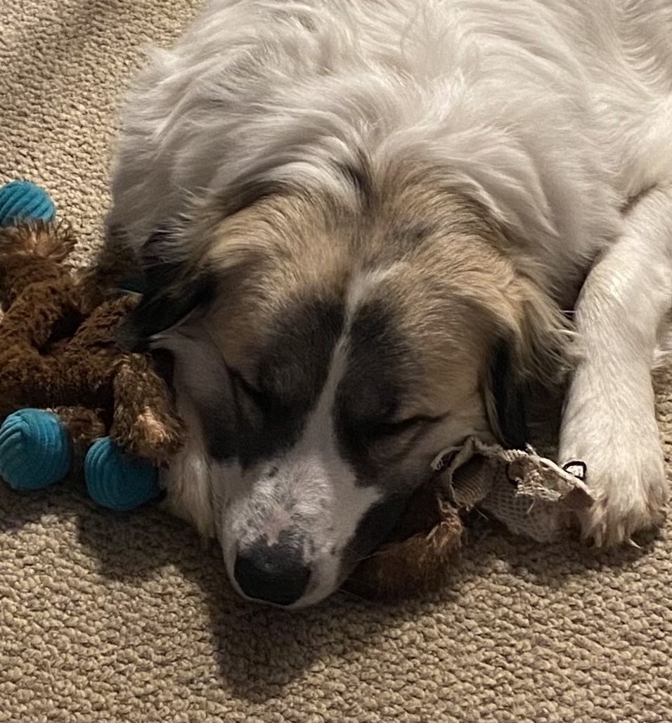 Picture of our Great Pyrenees, Gracie, sleeping on one of her stuffed toys.