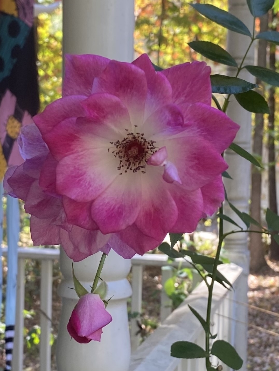 A pink and white rose in bloom