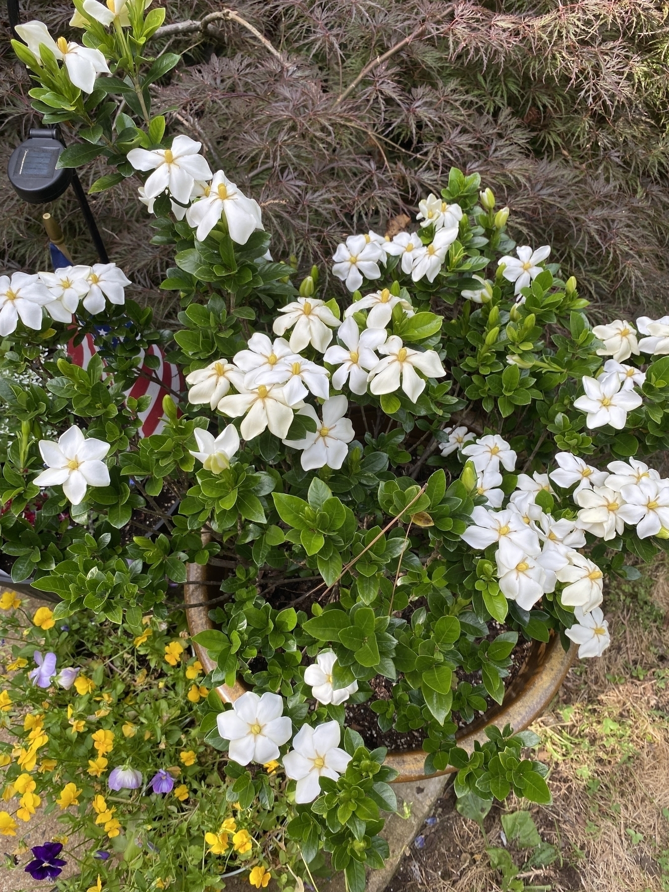 A picture of a gardenia with a bunch of white blossoms. 
