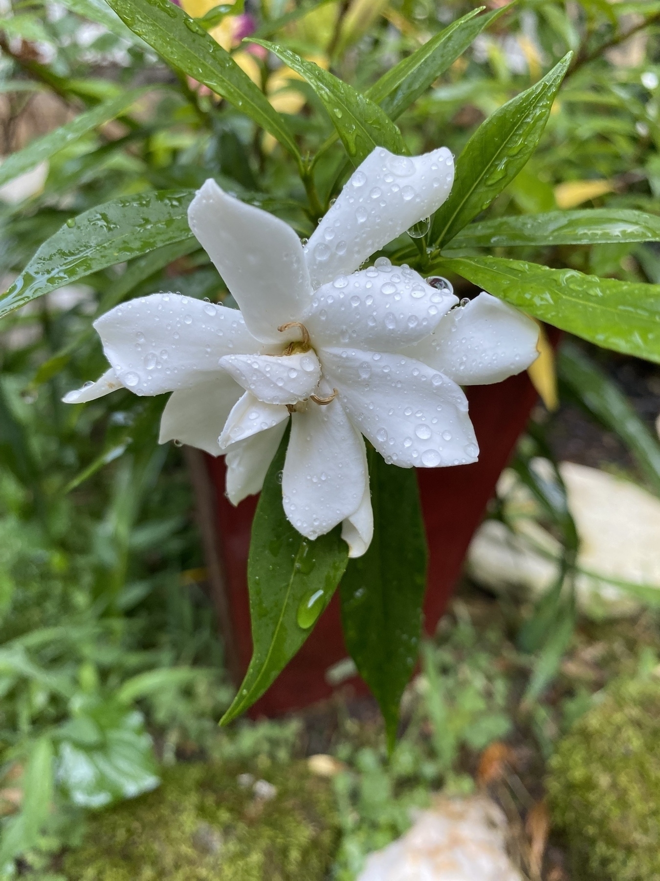 A picture of a beautiful white gardenia variety. I had no idea this was a gardenia. 