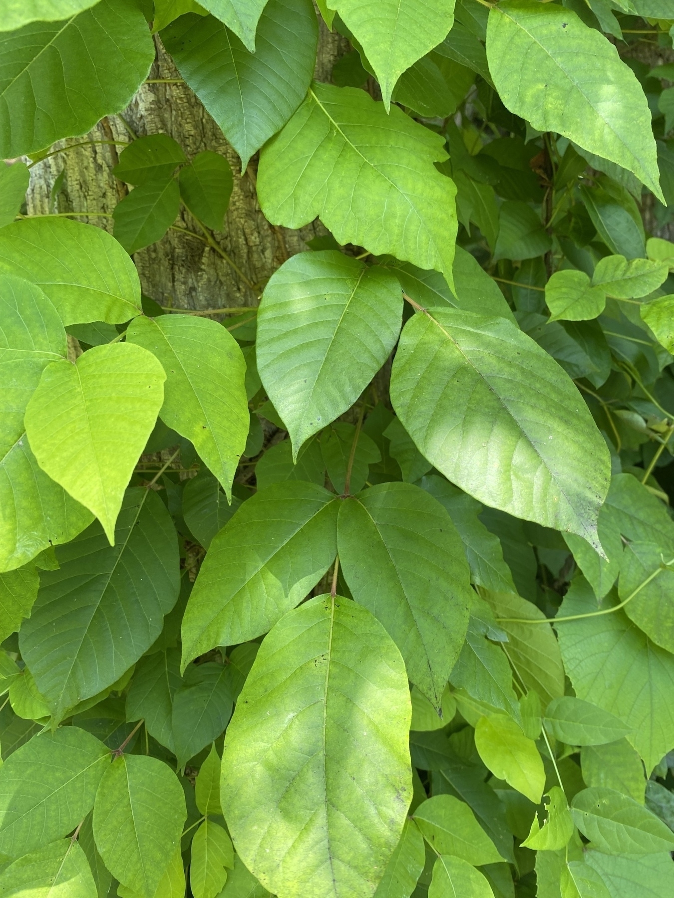 A picture of poison ivy in my back yard. 