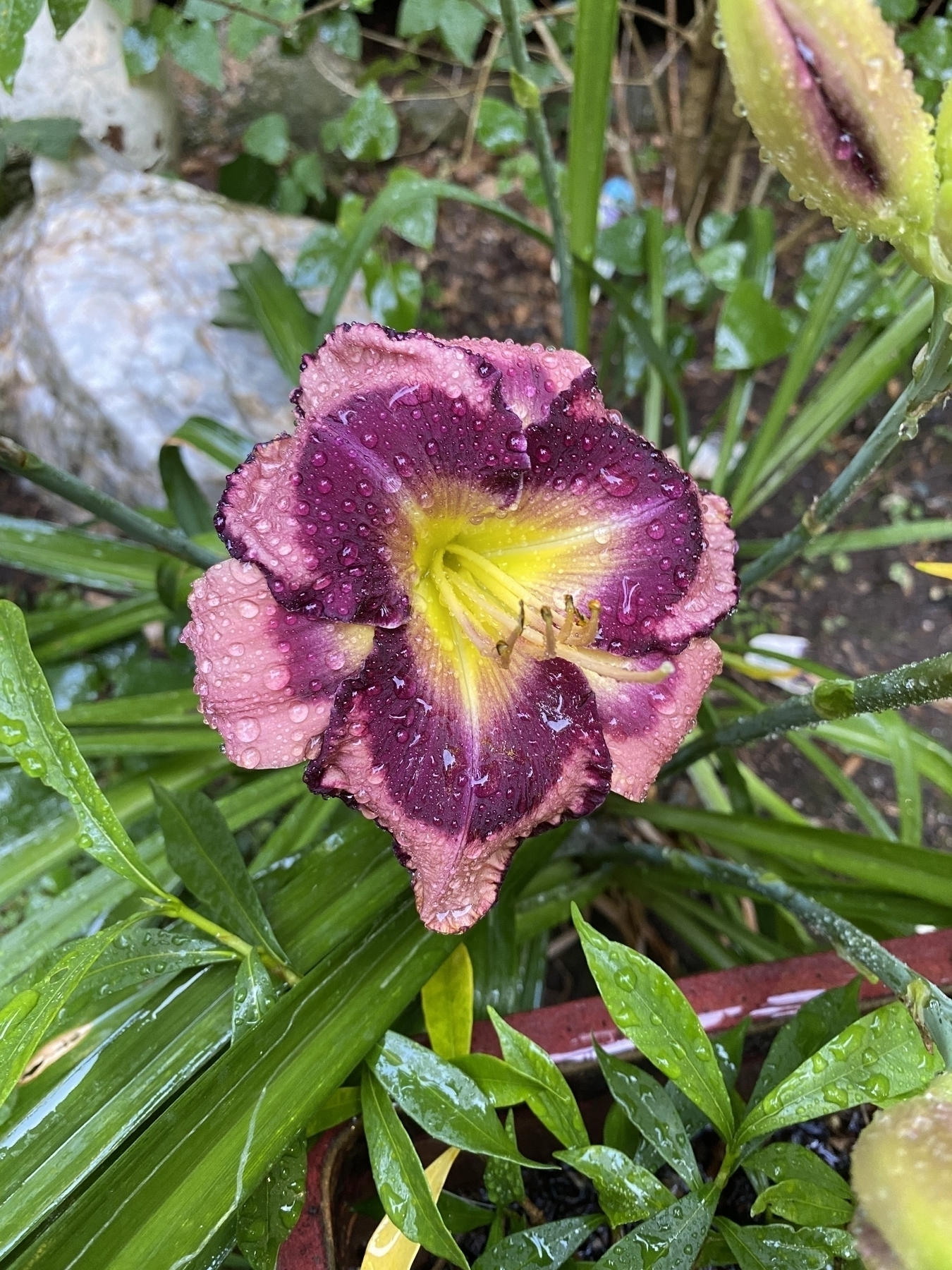 A pink daylily in full bloom