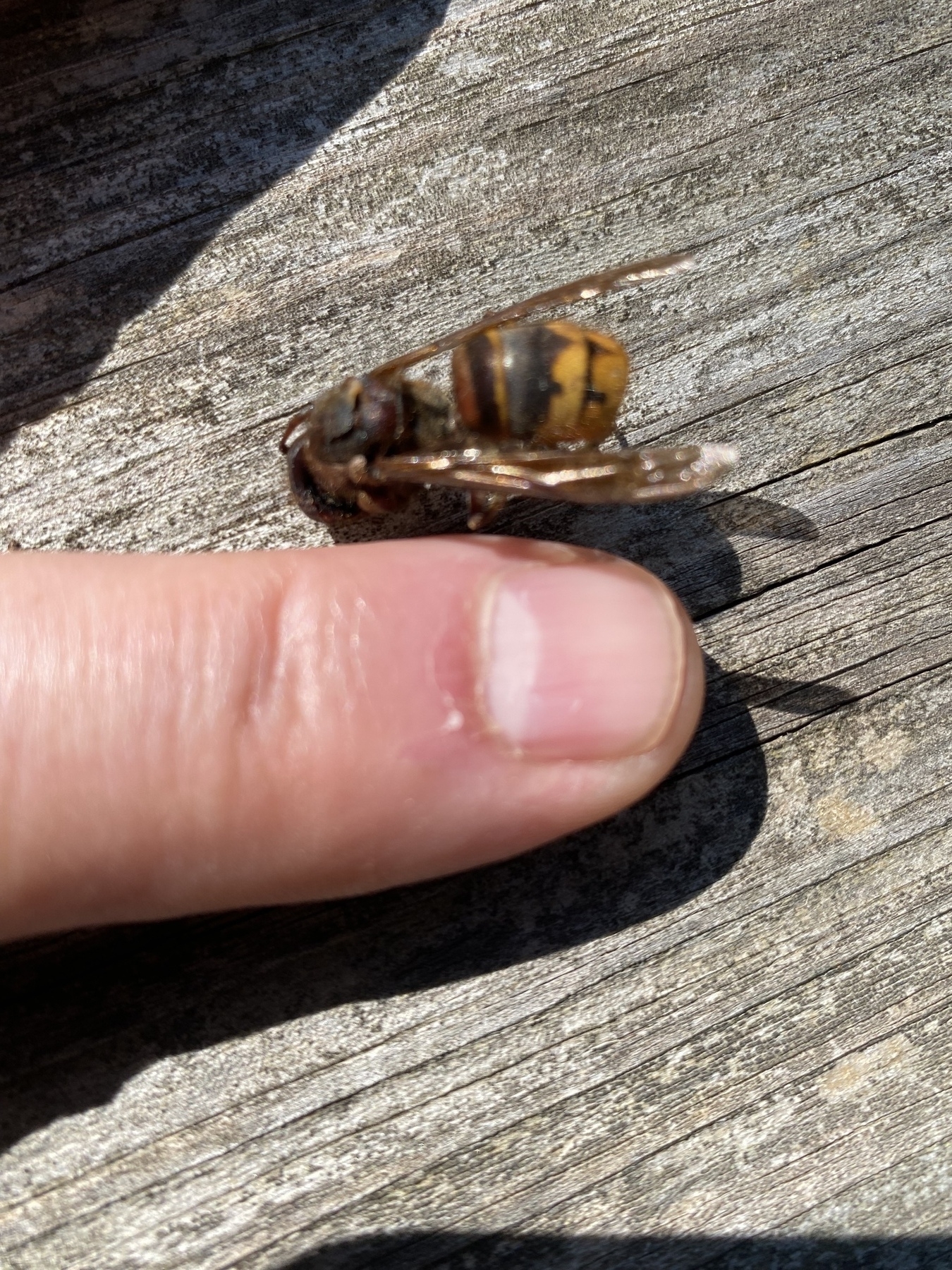 Picture of a wasp or hornet. It’s yellow and black striped and is quite large. Pointer finger in the finger for scale. 