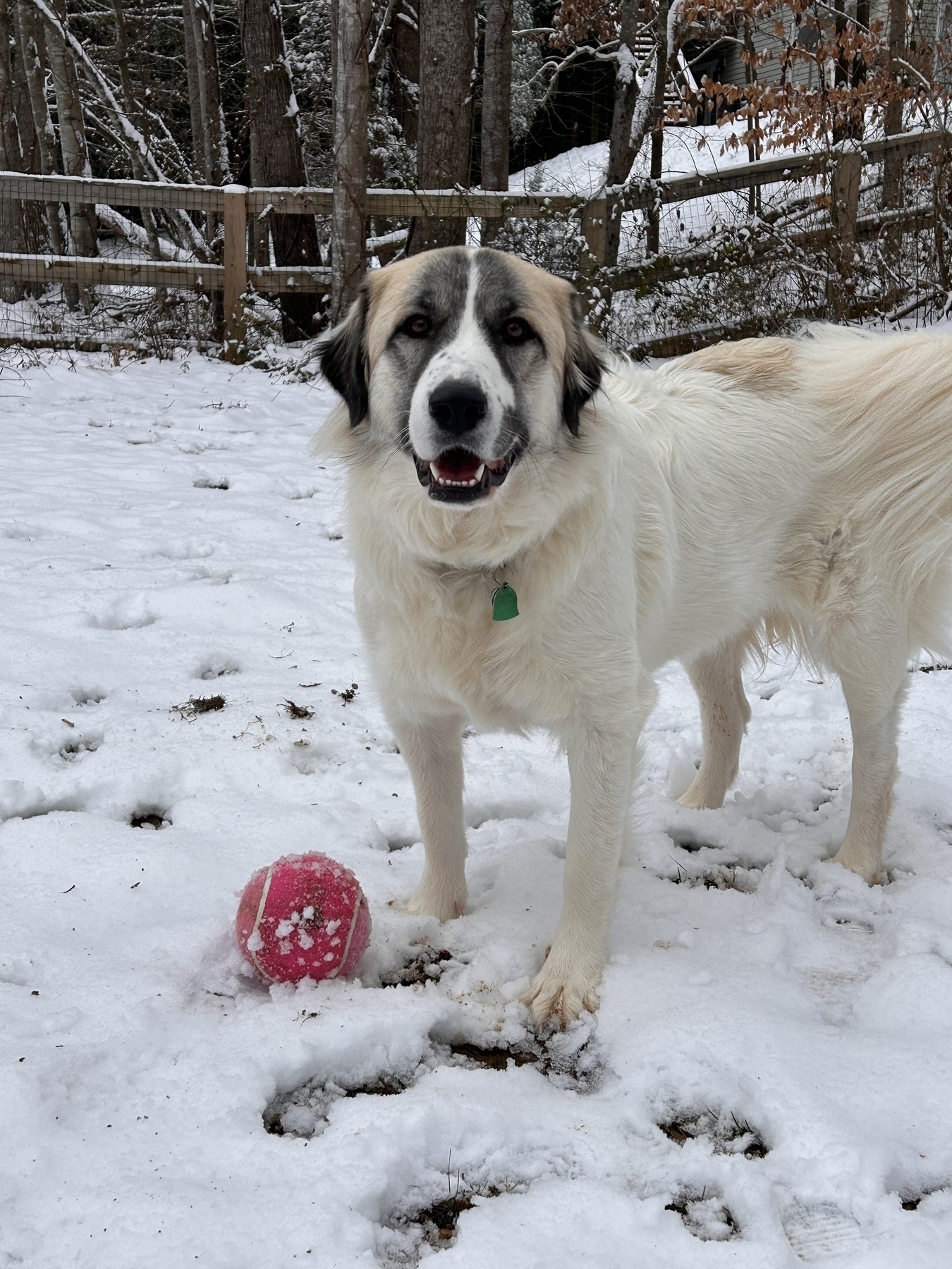 Picture of our pup Gracie standing in the snow next to her pink ball.