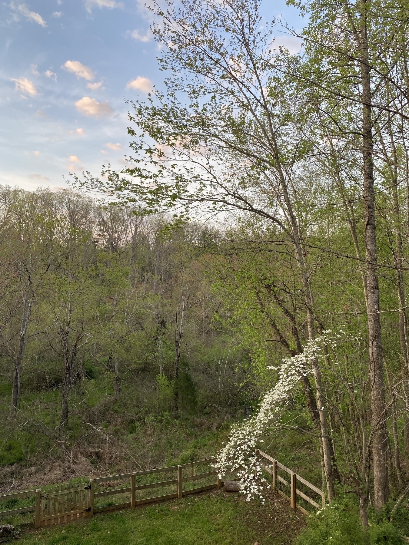 A picture of the trees in our back yard. A Dogwood blooms in the foreground with a bit of morning sky in the upper left.