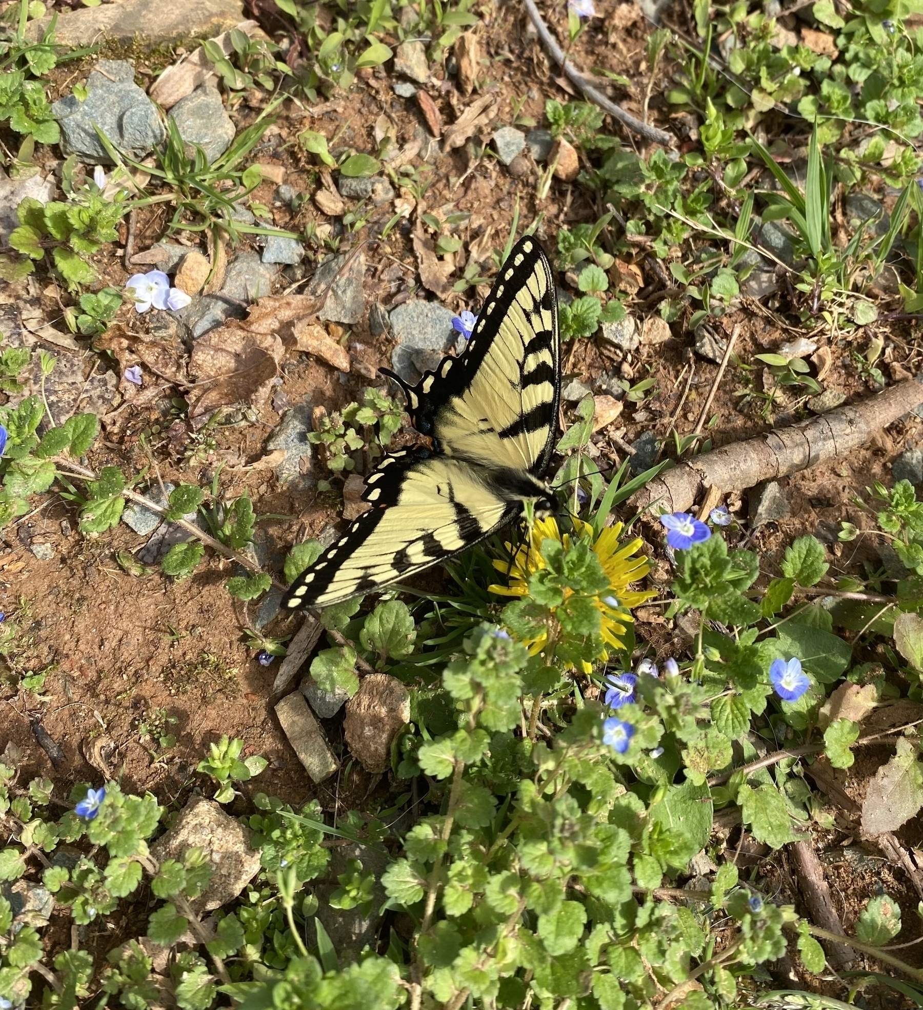 Picture of an Eastern Tiger Swallowtail butterfly. 