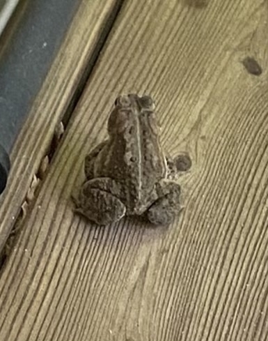 A picture of a frog on our porch deck.