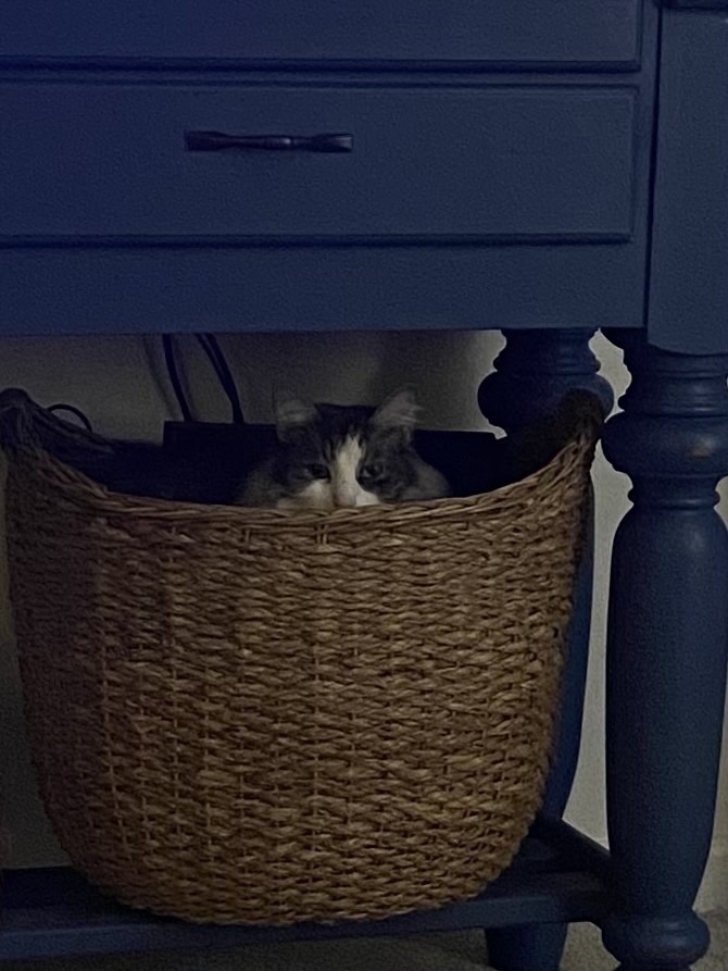 A basket with a white and gray kitty peaking over the edge.