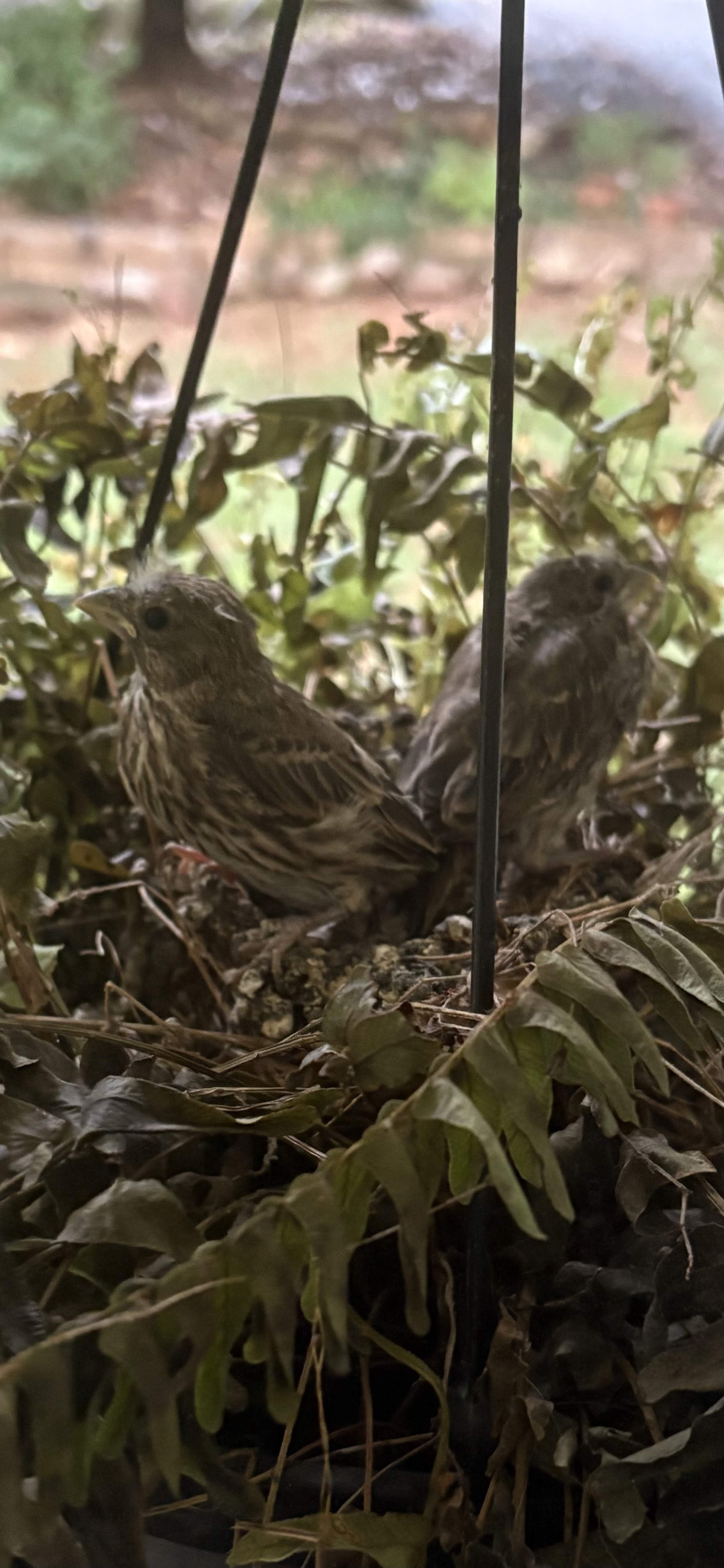 Two baby House Finches in their nest. Preparing for their first flight.