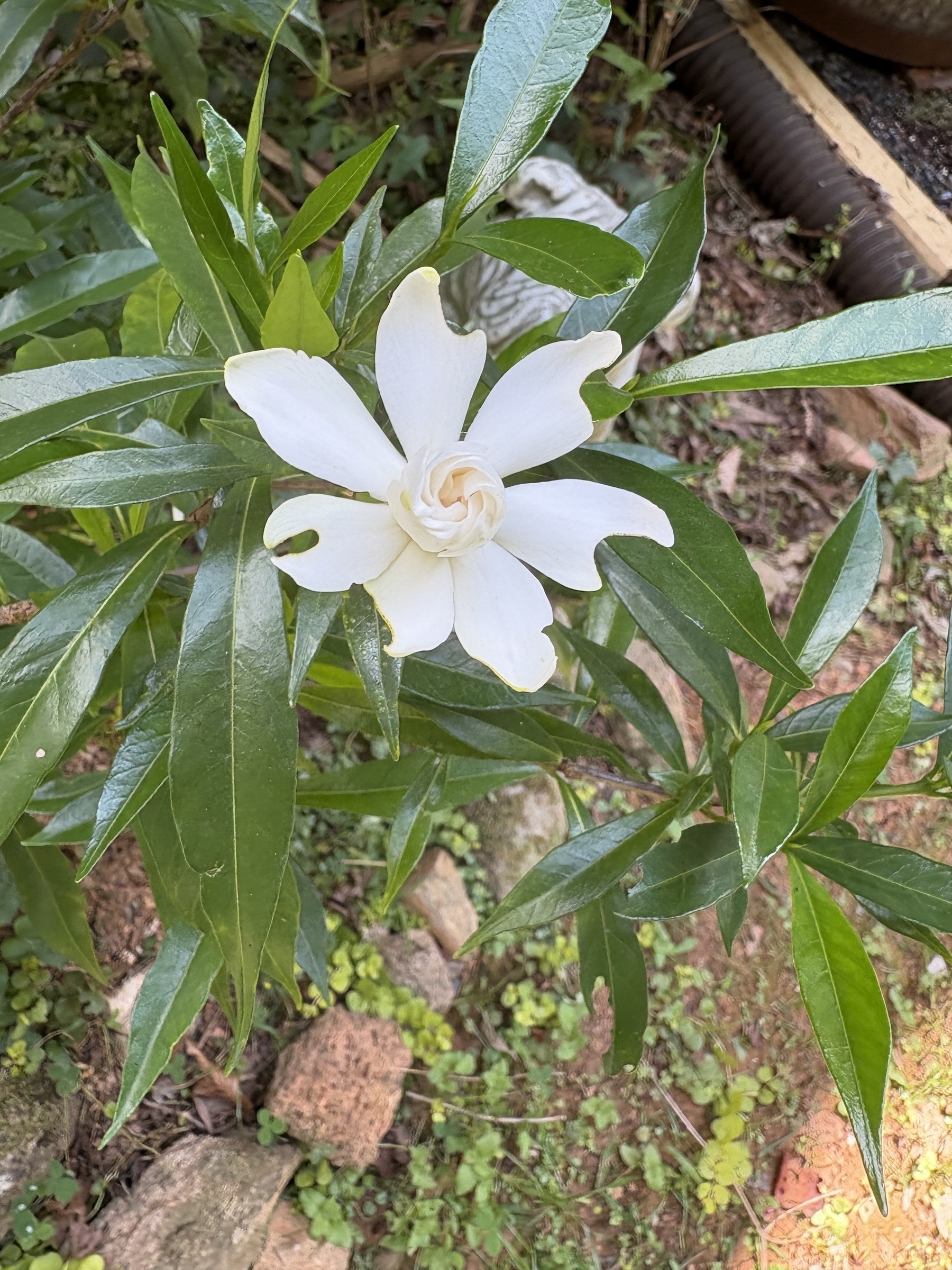 A gardenia
