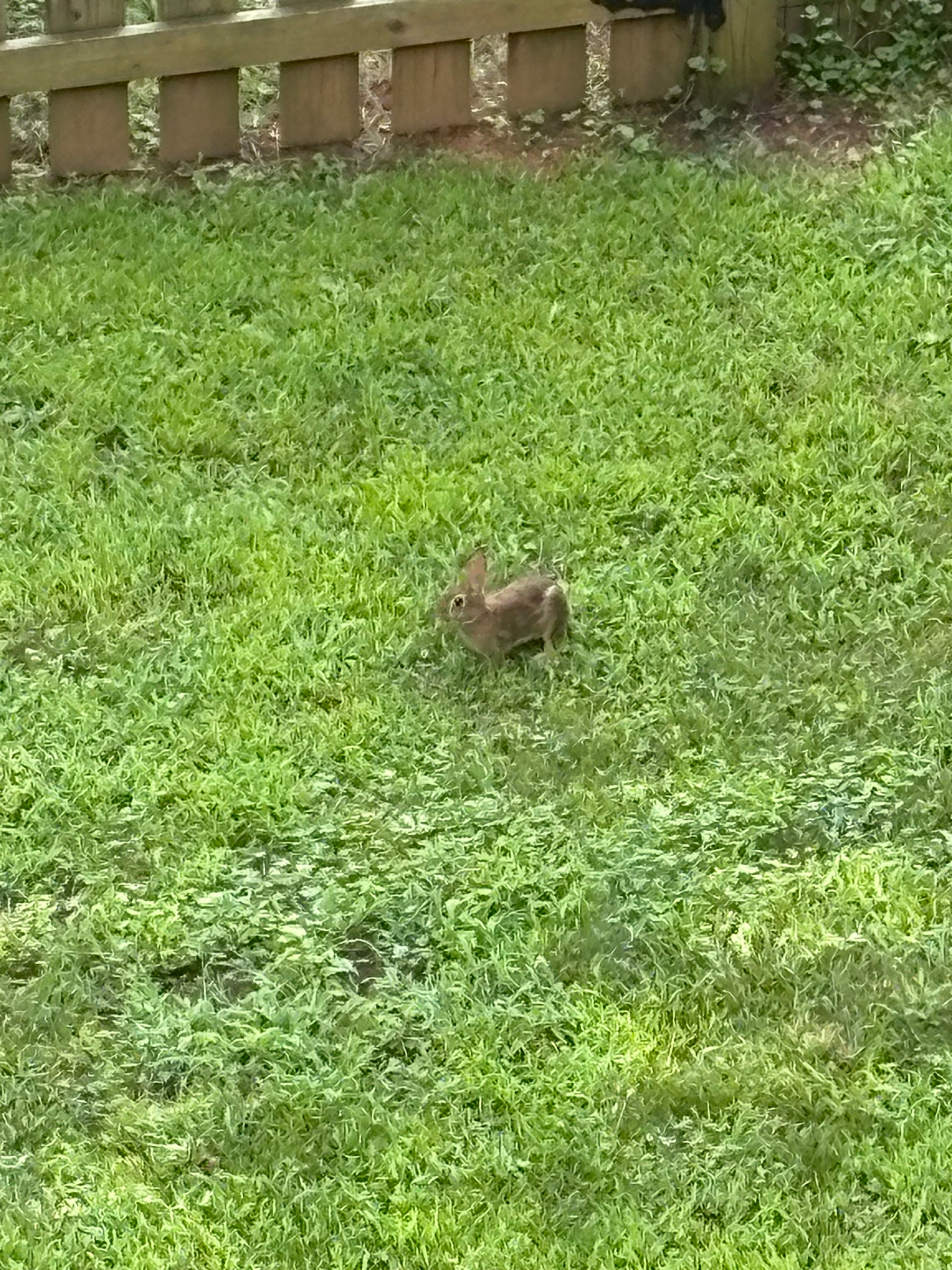 Green grass with a little rabbit centered in the photo.