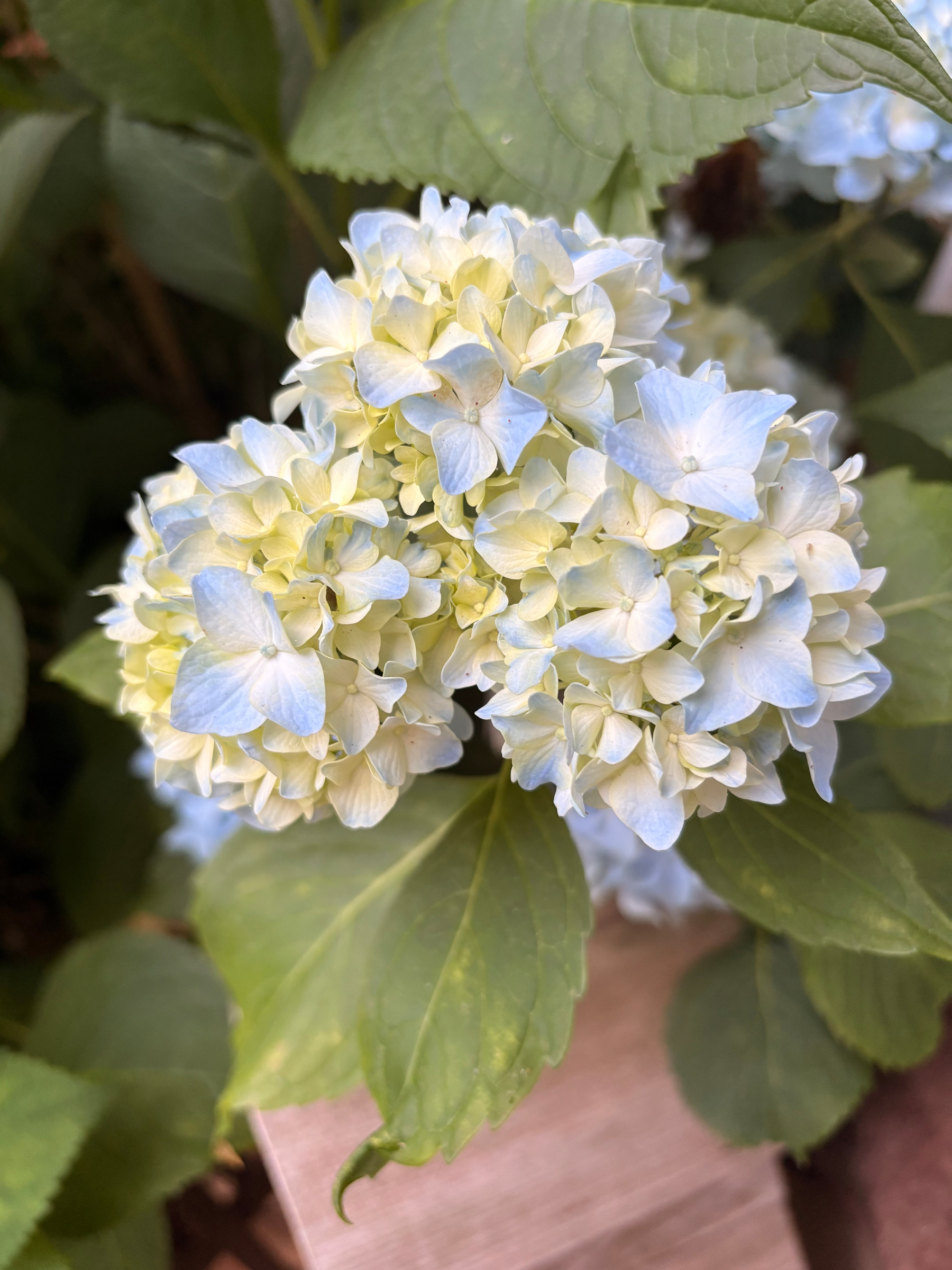 Hydrangea blossom cluster