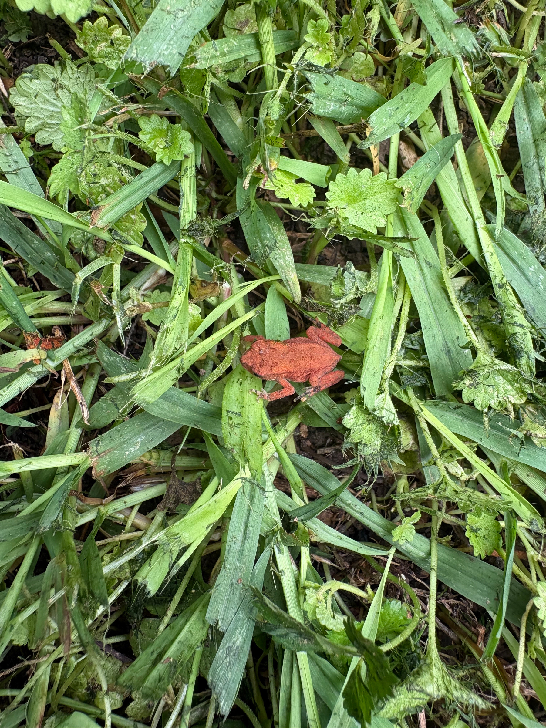 Green lawn (weeds really!) with a little red frog.