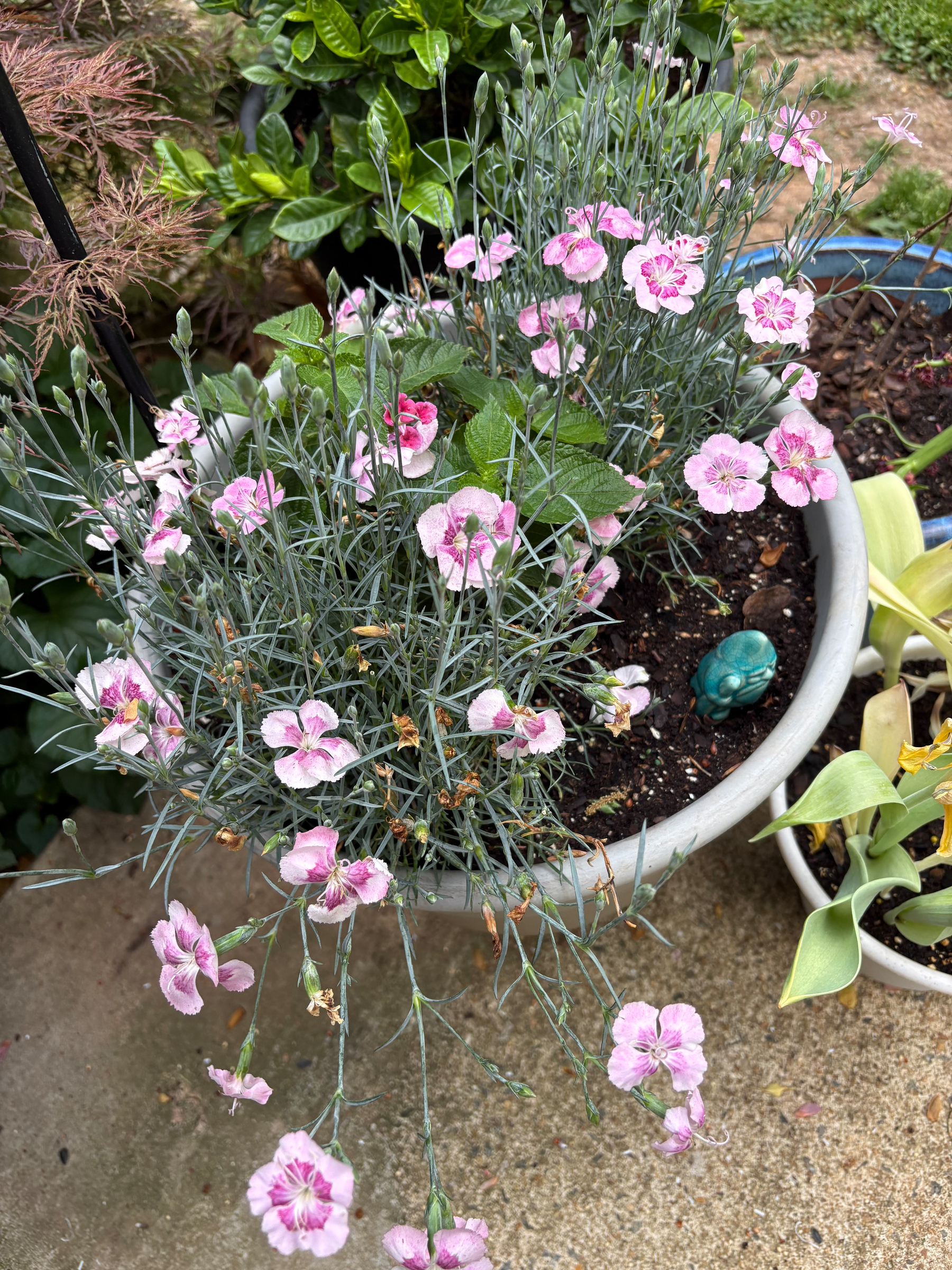 I can’t recall what these are called. They look like carnations but they’re not. &10;&10;Beautiful two tone pink flowers with a grey green stem.