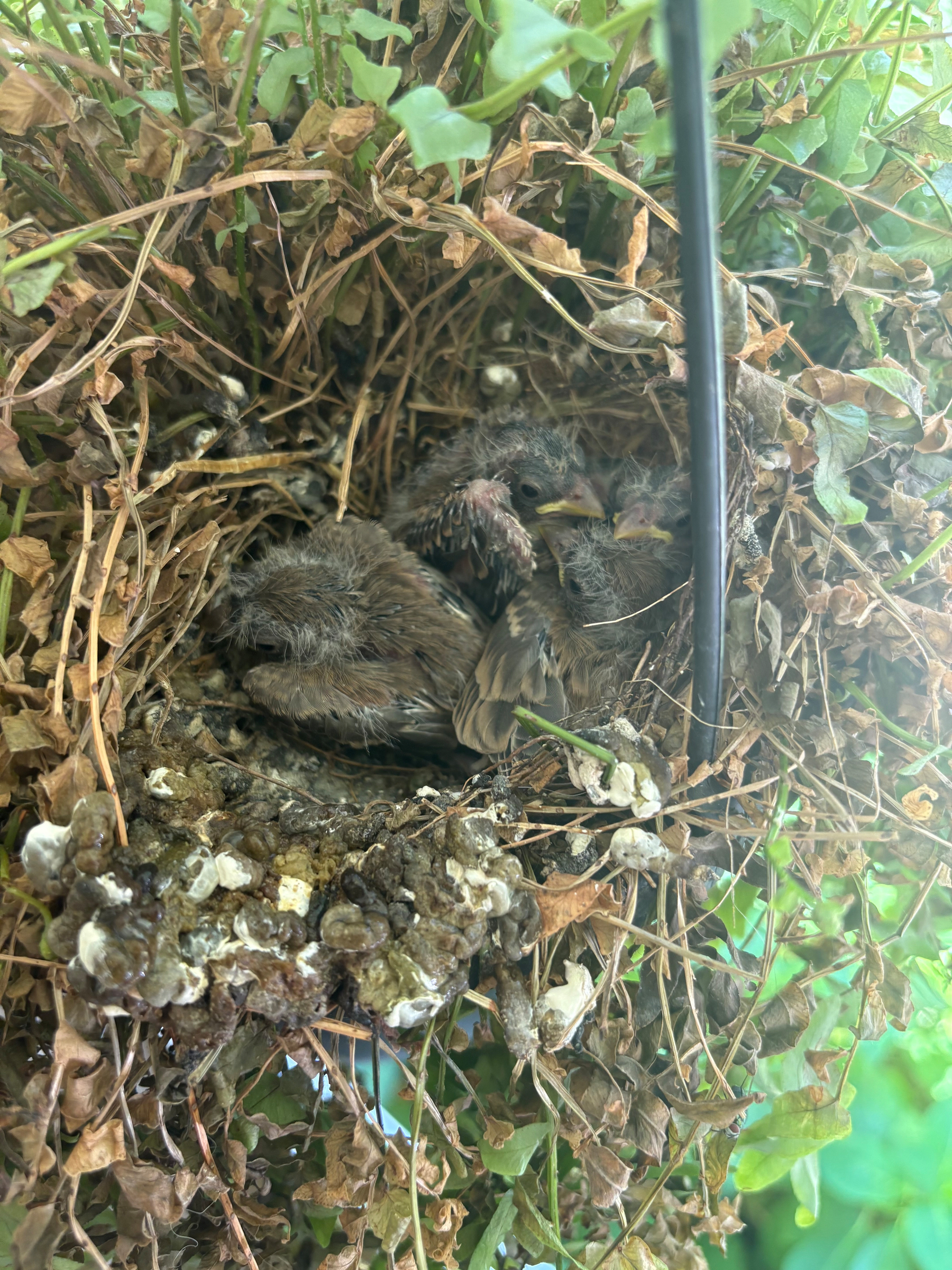 Three baby birds in their nest.