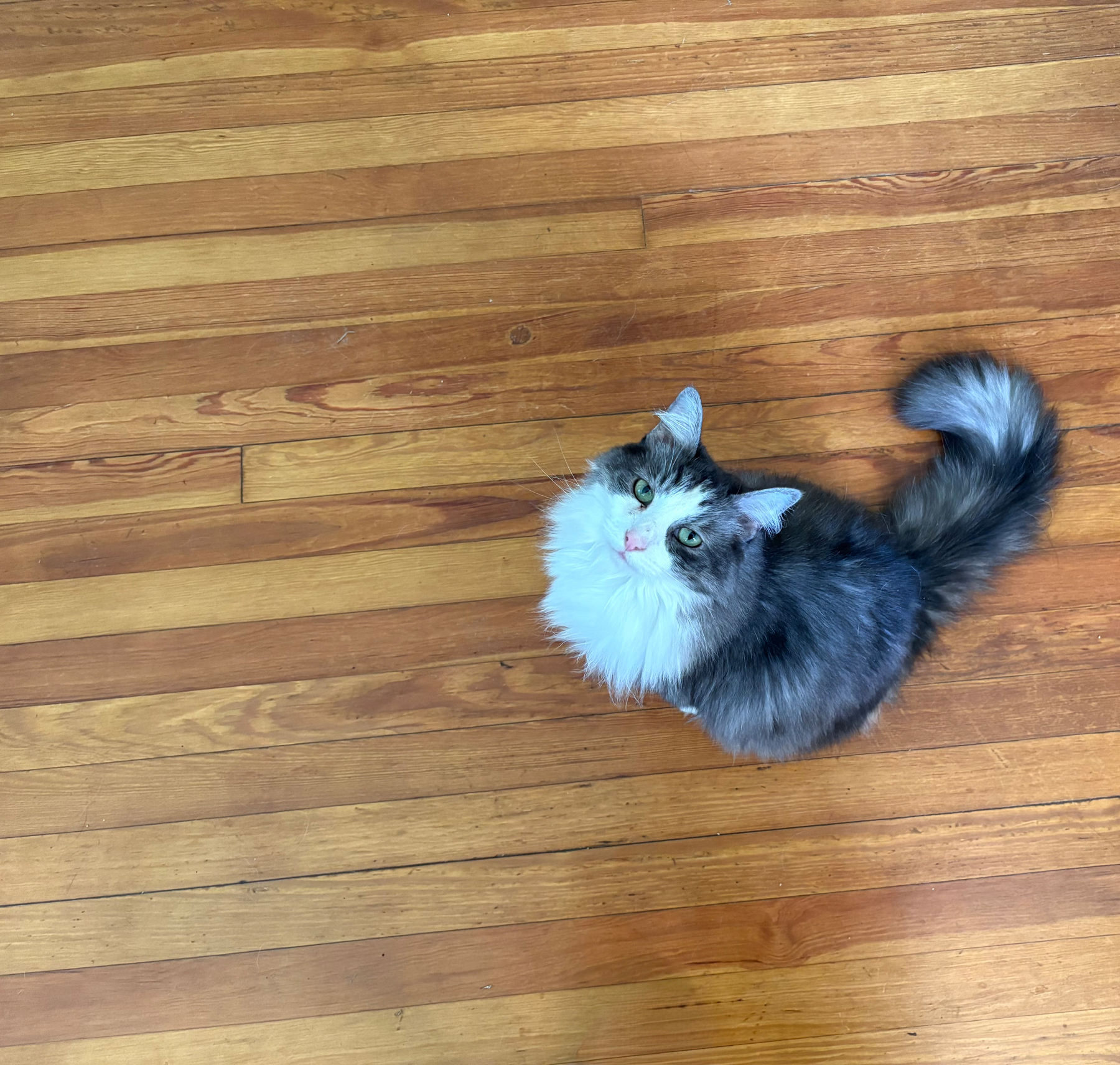 Picture of a floofy gray and white kitty named Priss.