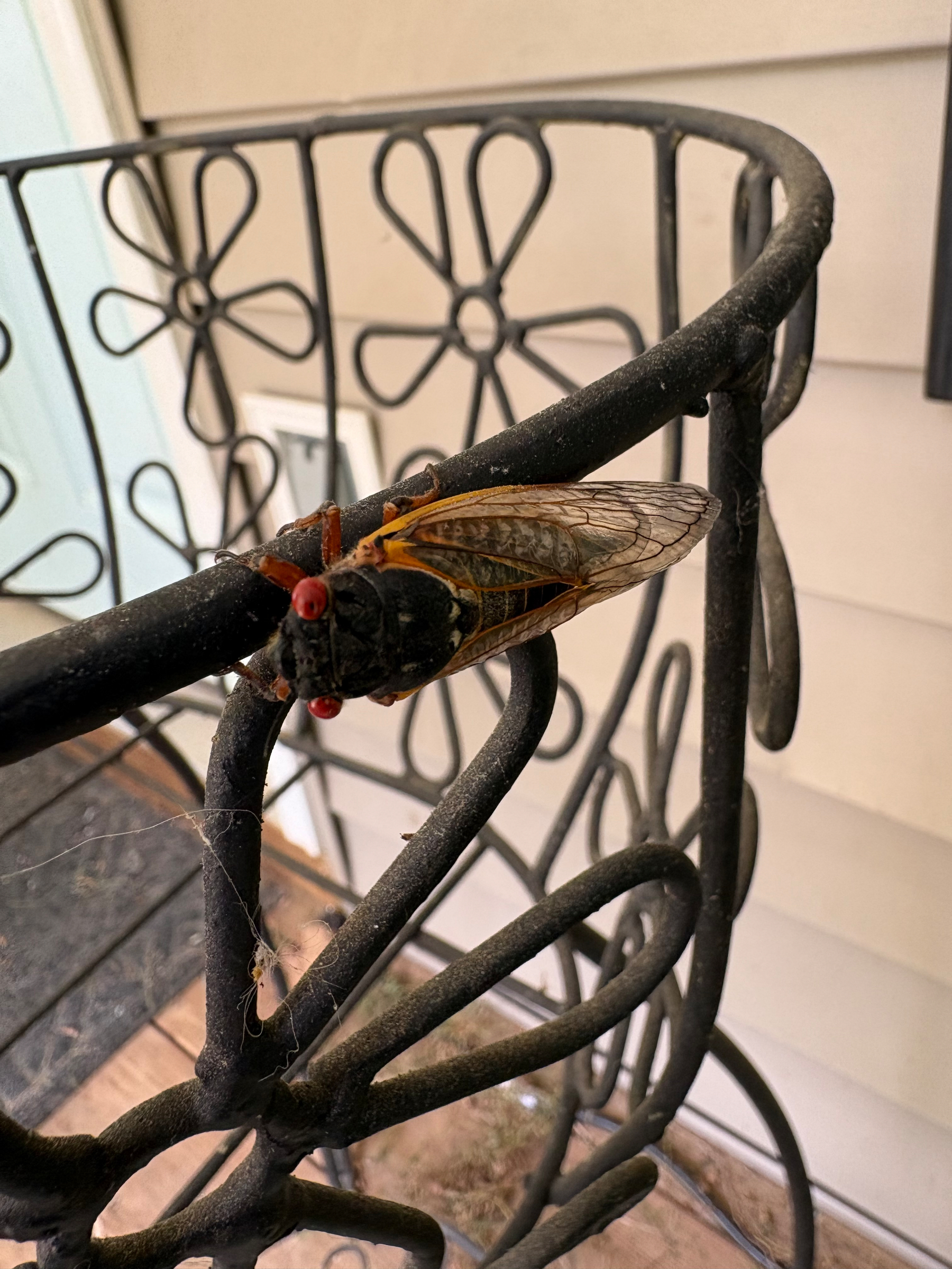 Picture of a Cicada