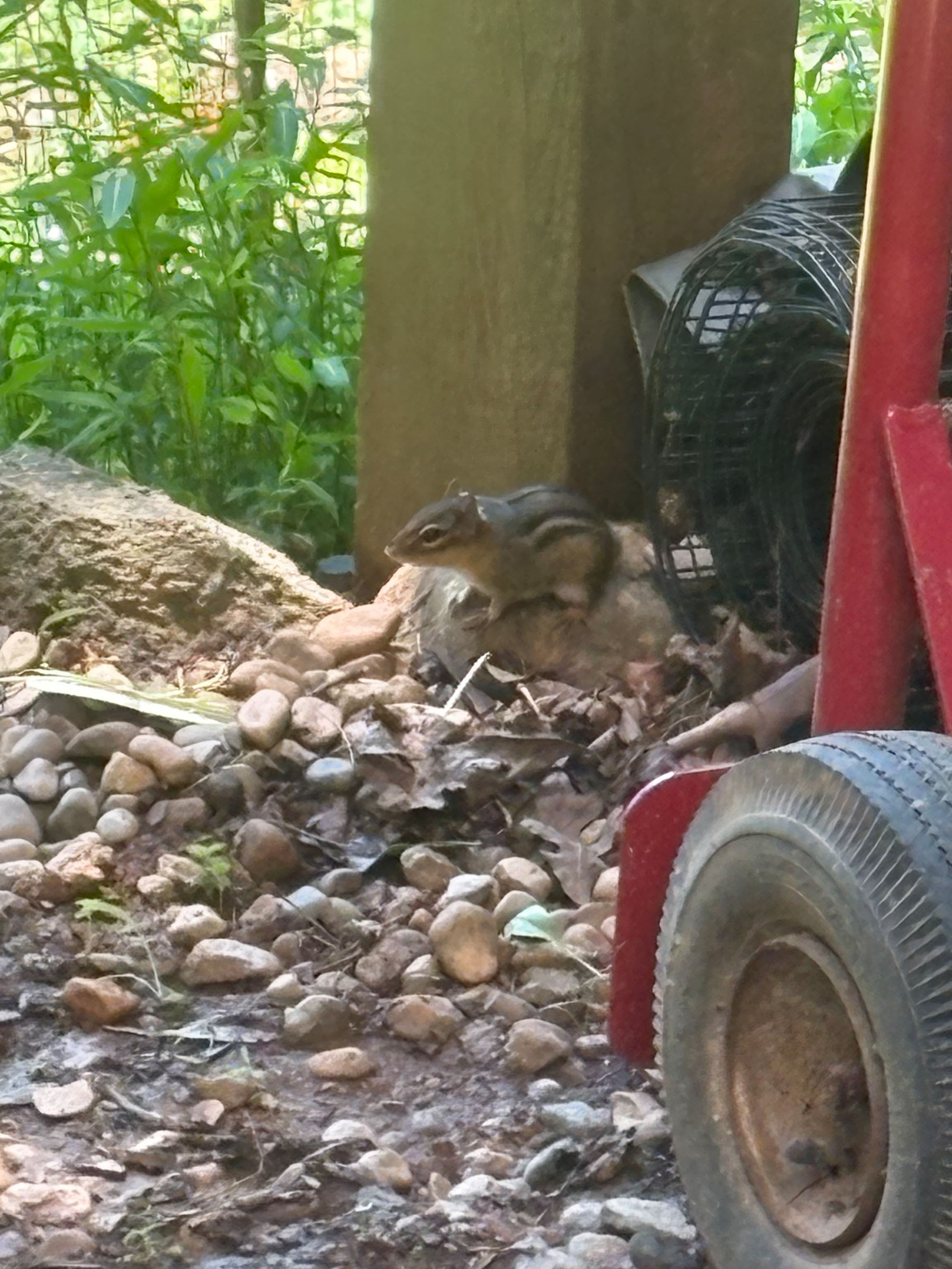 It’s difficult to see but there’s a chipmunk in the center of the picture, sitting on a rock, in front of a wooden post. Its name is Chippy!