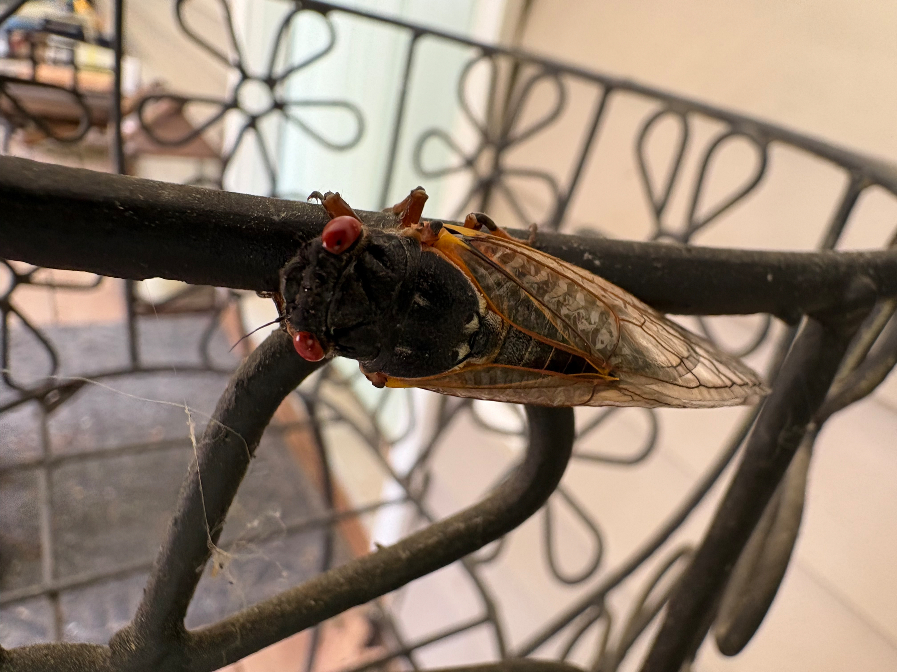 Cicada picture close up.