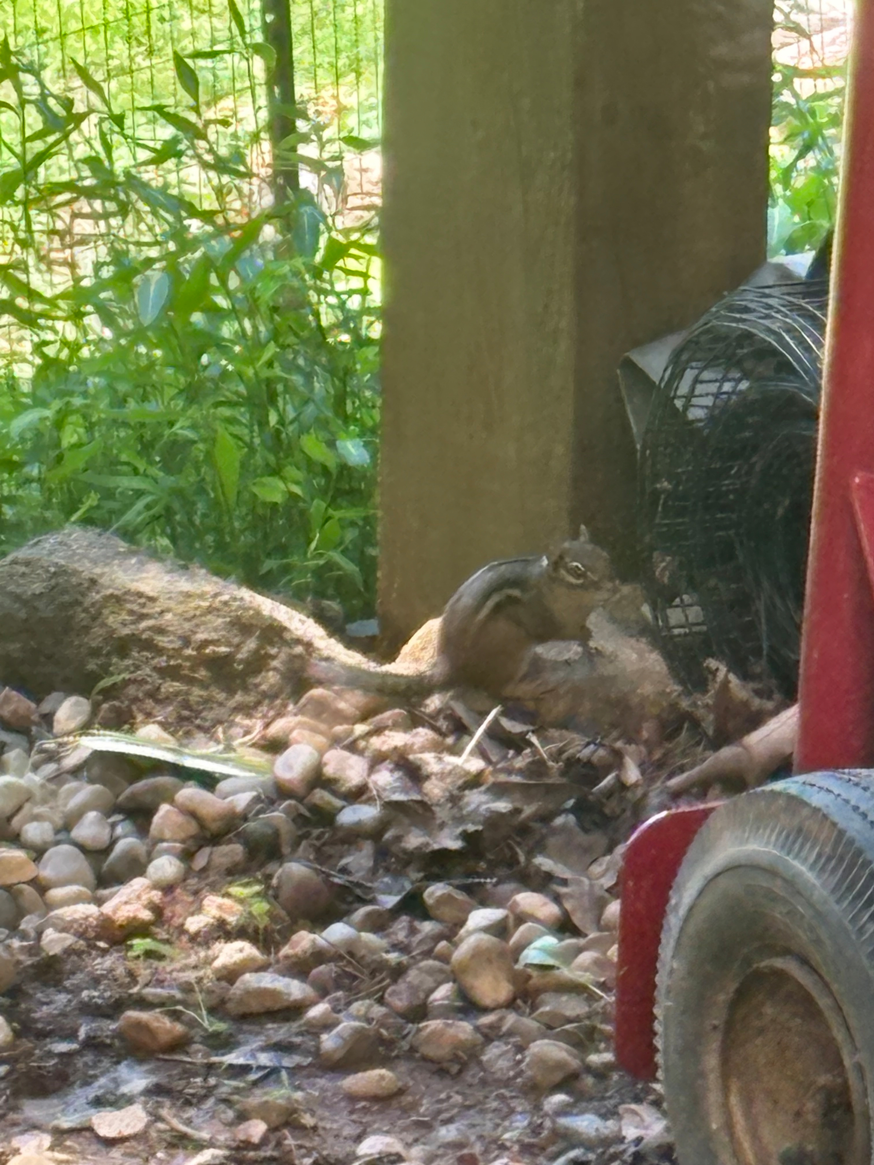It’s difficult to see but there’s a chipmunk in the center of the picture, sitting on a rock, in front of a wooden post. Its name is Chippy!