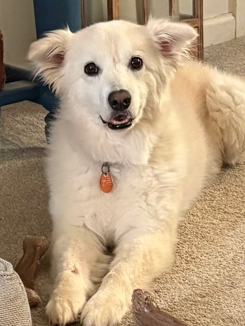 A white, or tan, colored dog named Kolby Jack