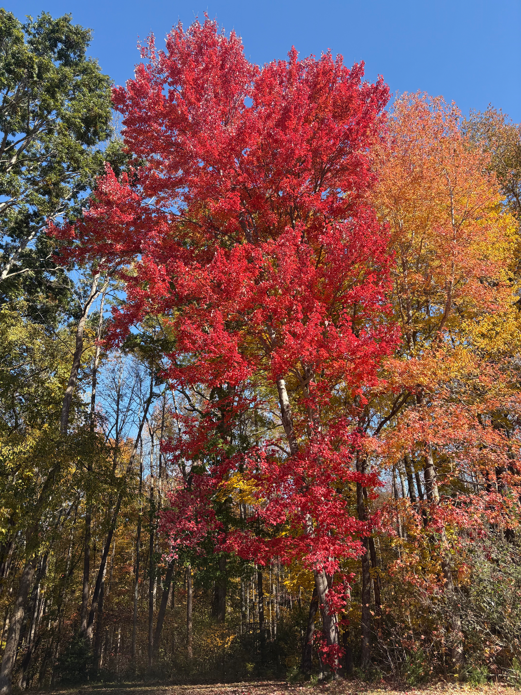 Picture of a Red Maple with other trees around it.