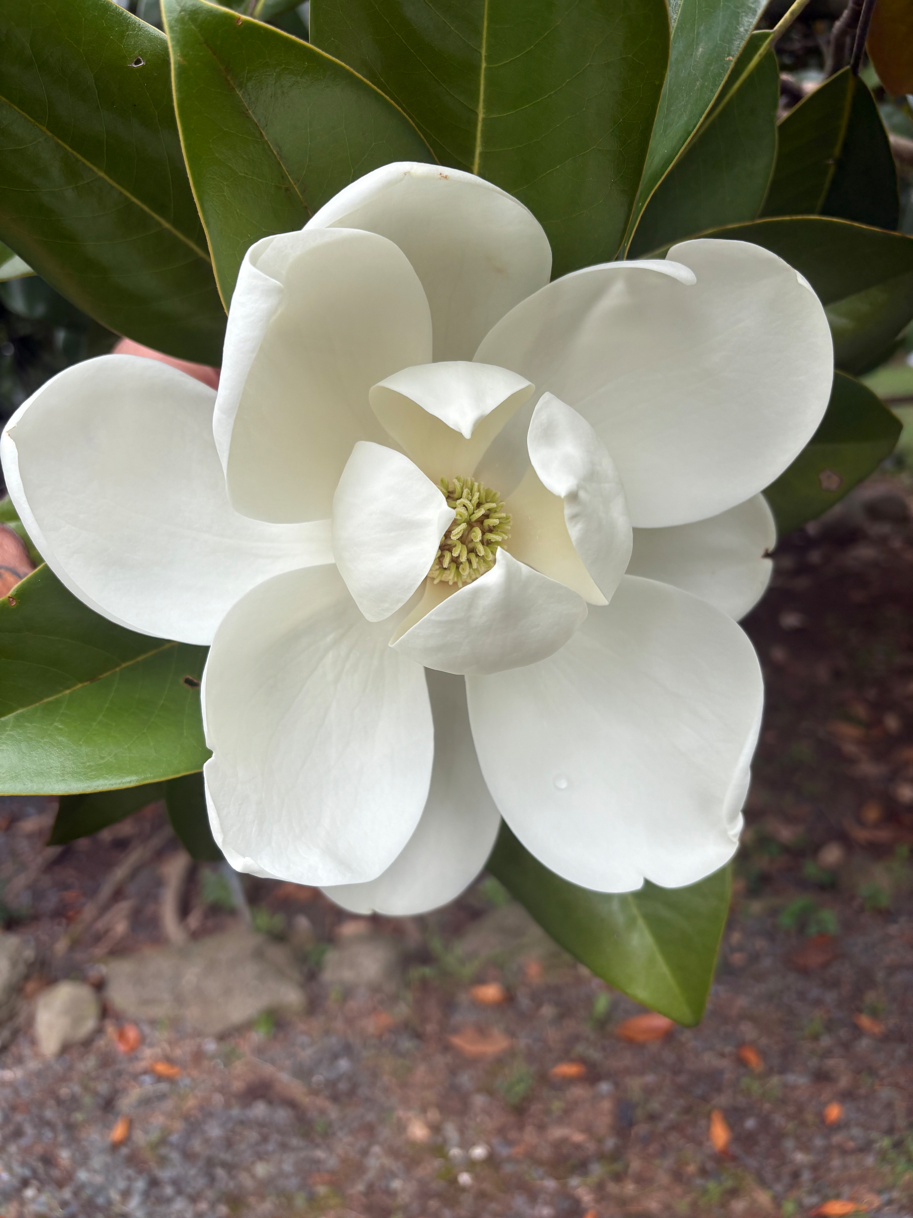 A Magnolia blossom. White pedals with green leaves behind it.