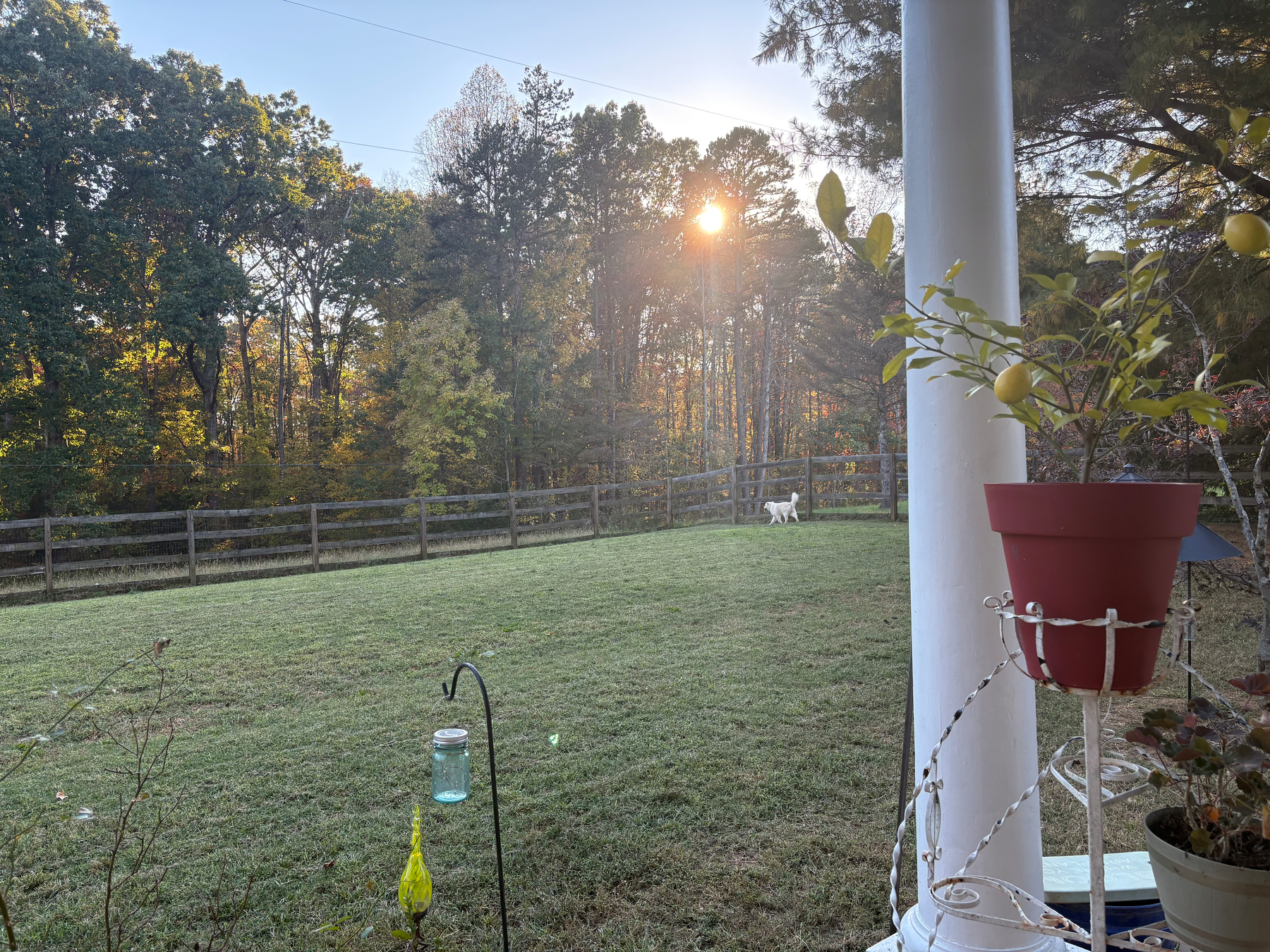 A picture of our yard from our front porch. In the distance you can see the sun filtering through the trees. There’s also a tan dog jogging near the fence. His name is Kolby.