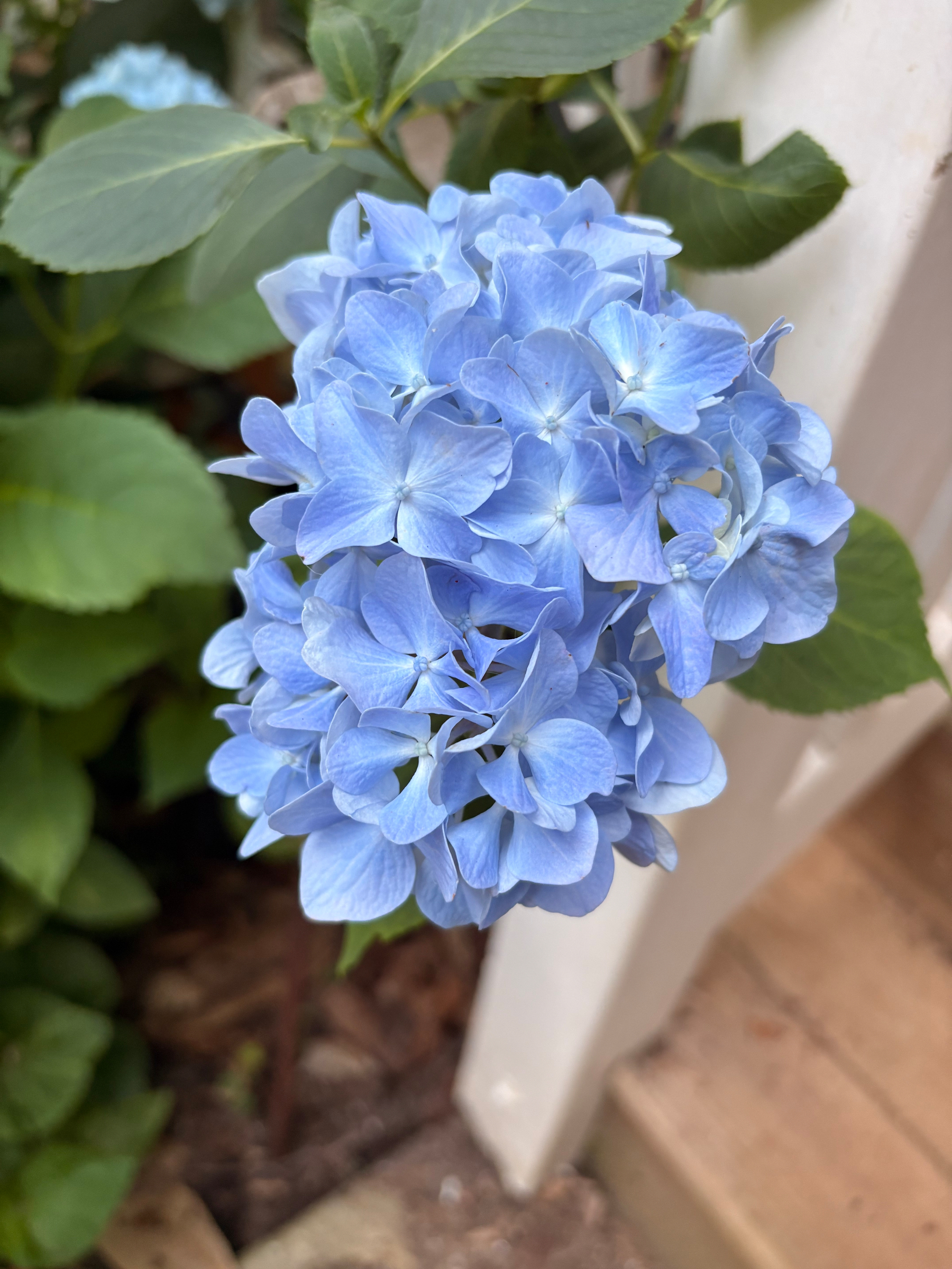 A blue hydrangea.