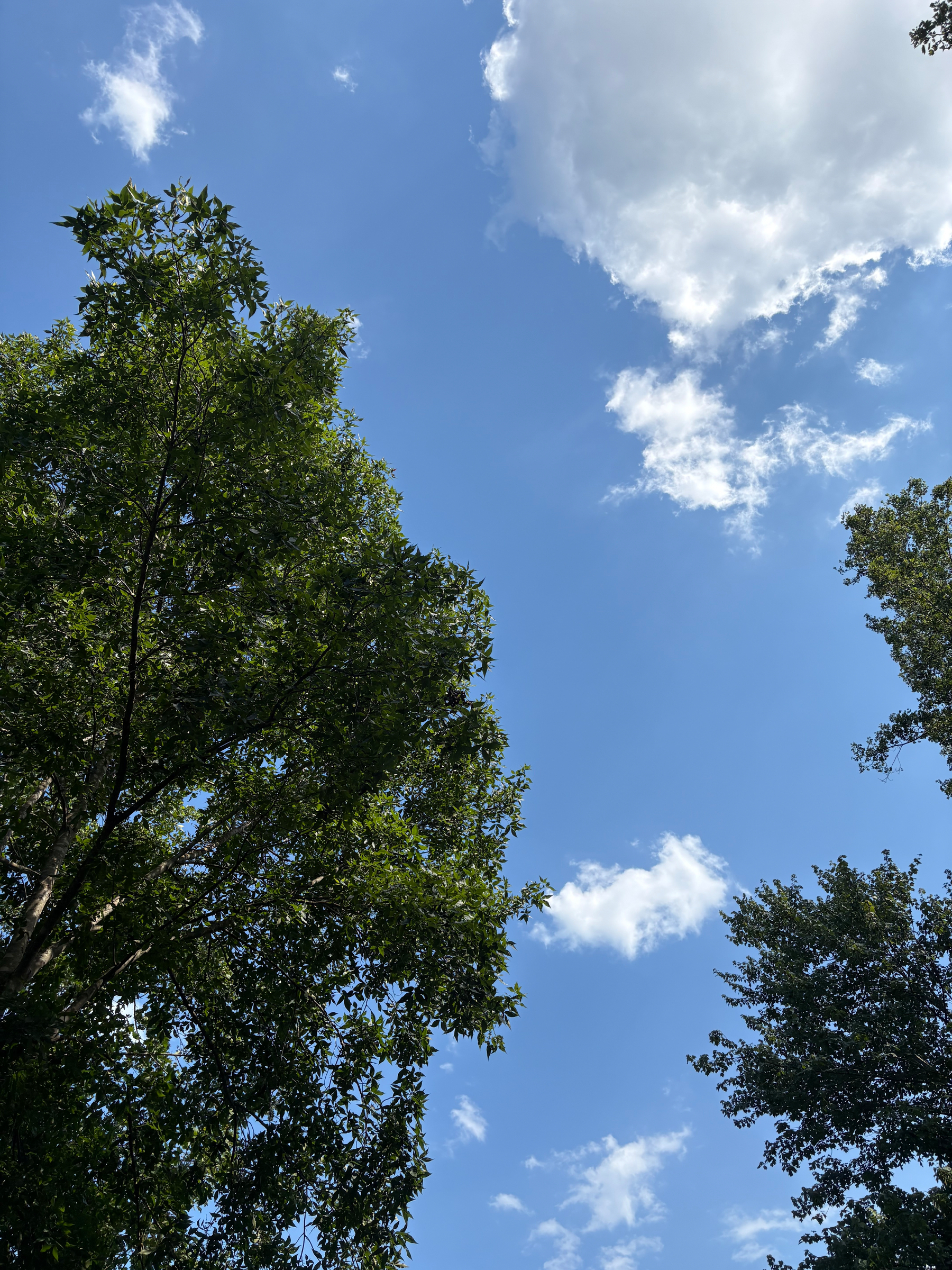 Picture of trees with a blue sky and a few white clouds.