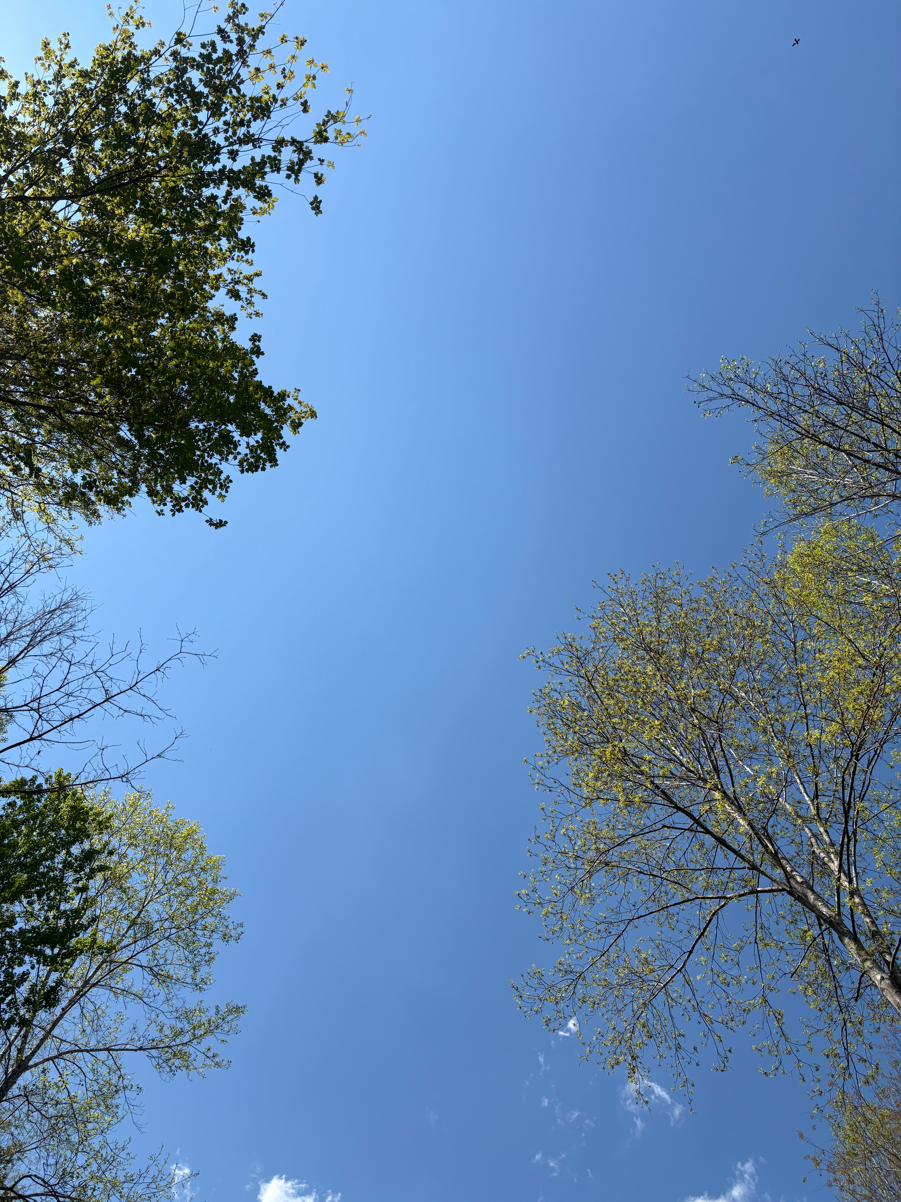 Picture of the sky between trees.