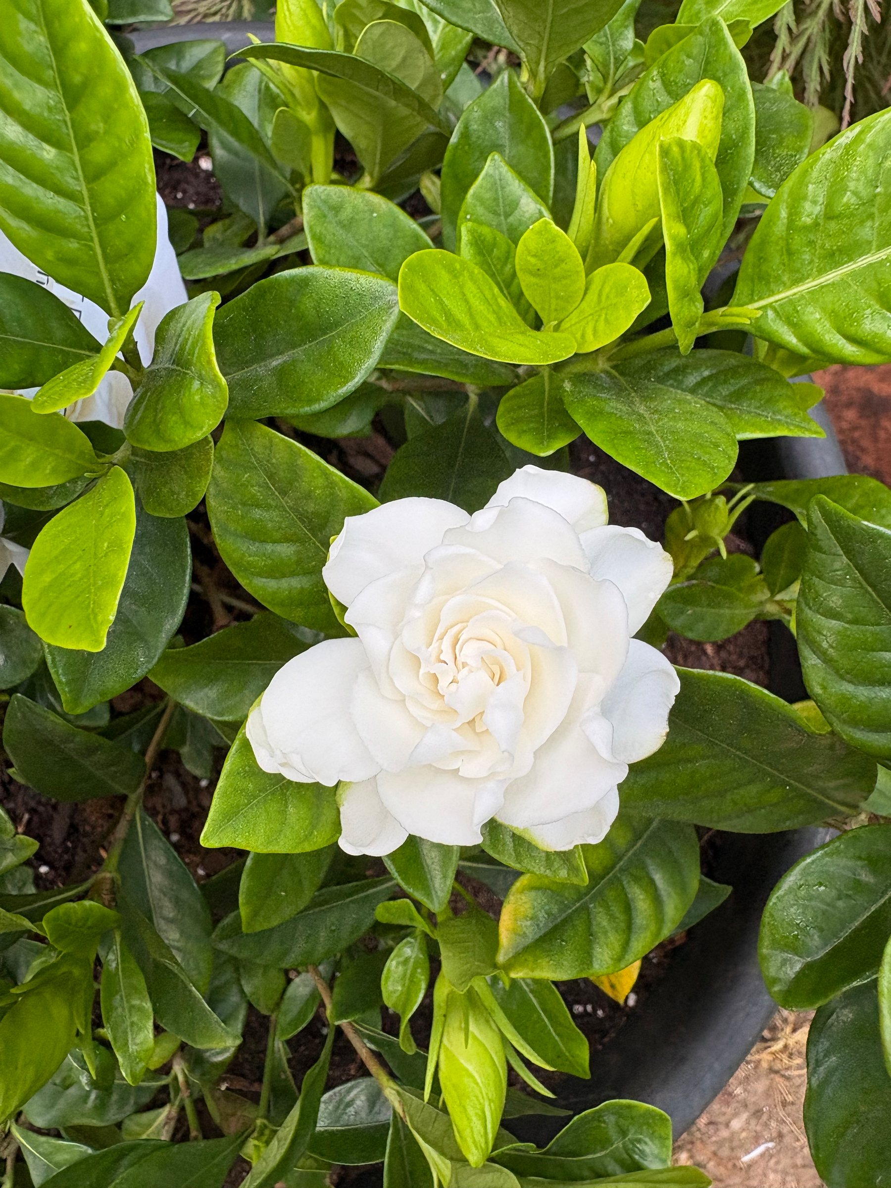 A gardenia blossom.